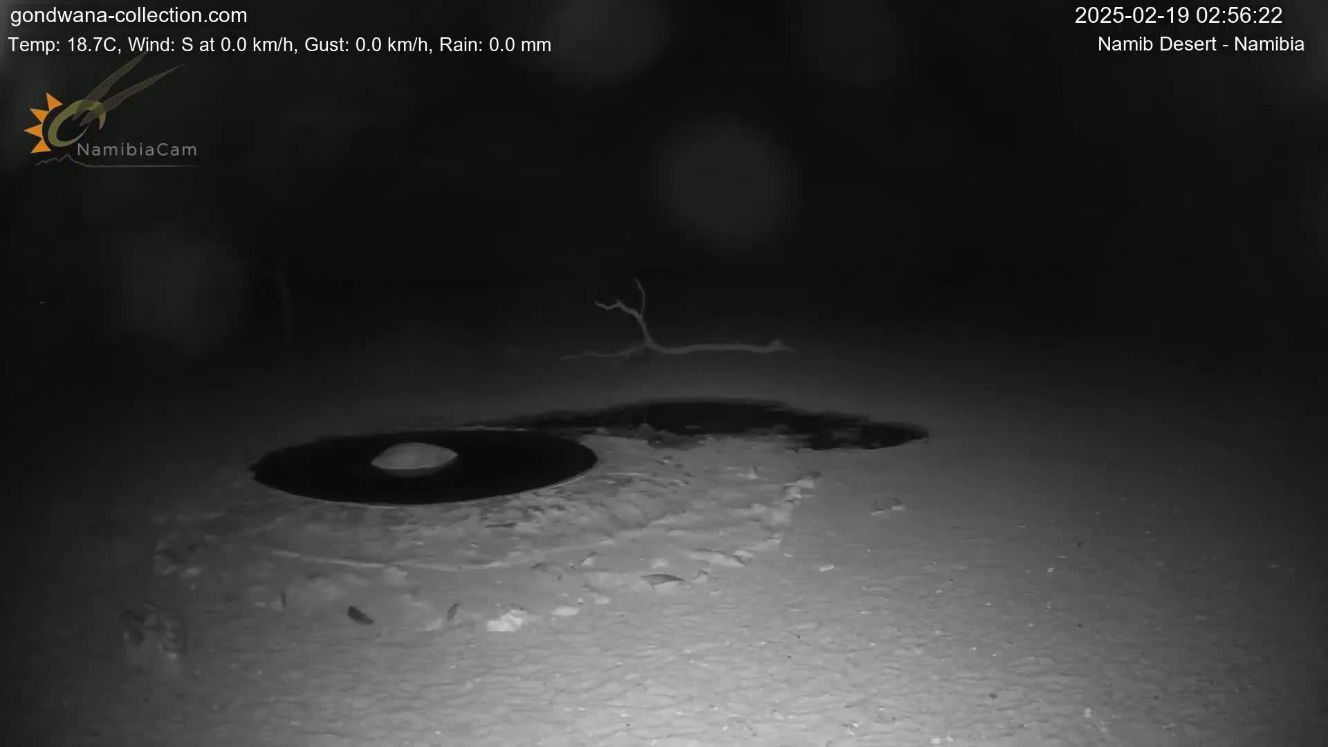 A nighttime, low-light image shows a dark, circular area on a light-colored, possibly sandy surface, with a small, dark object in the center and a small, bare tree branch in the background under a clear sky.