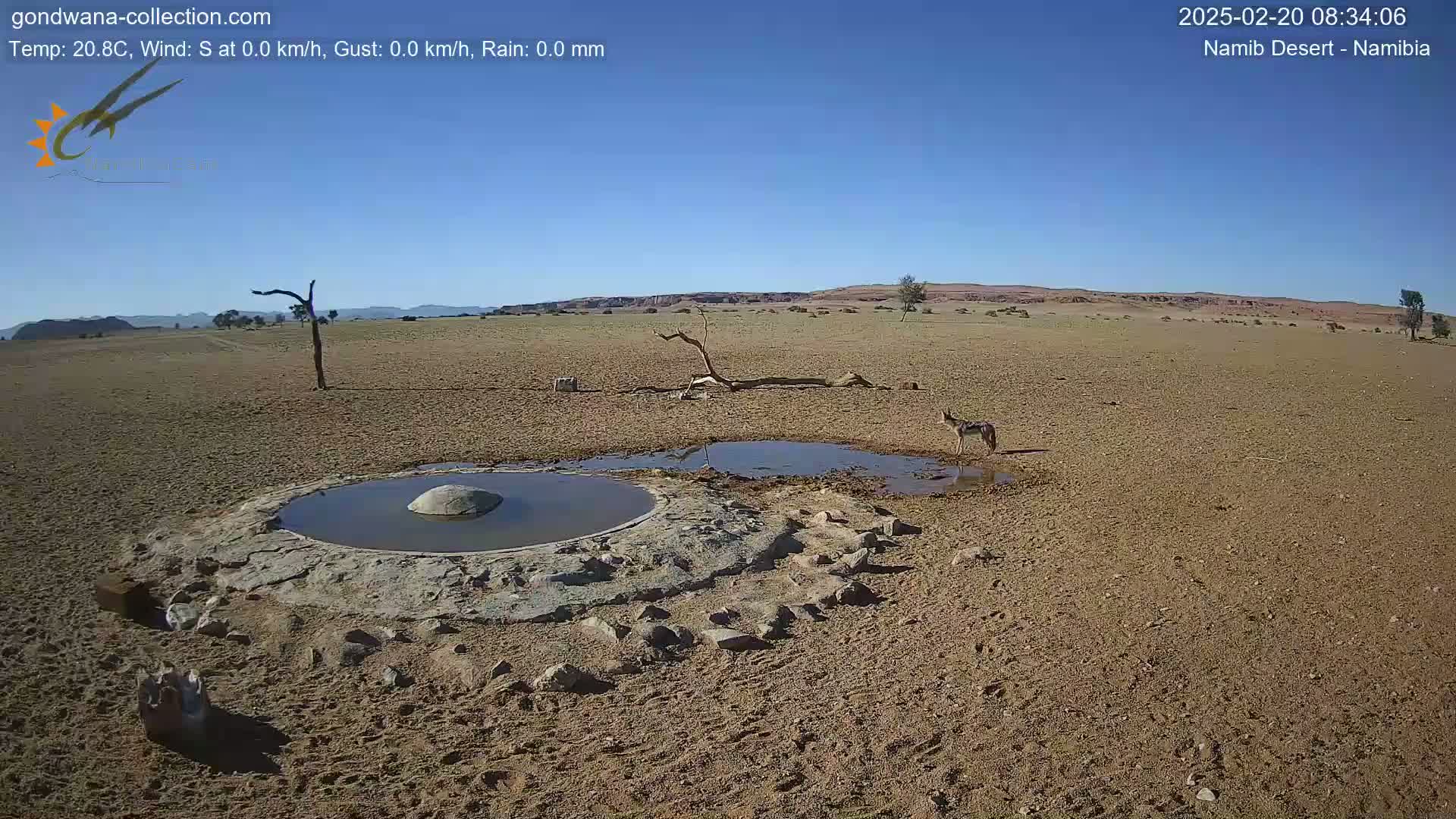 A black-backed jackal stands near a small, man-made waterhole in a dry, sandy desert under a clear blue sky.