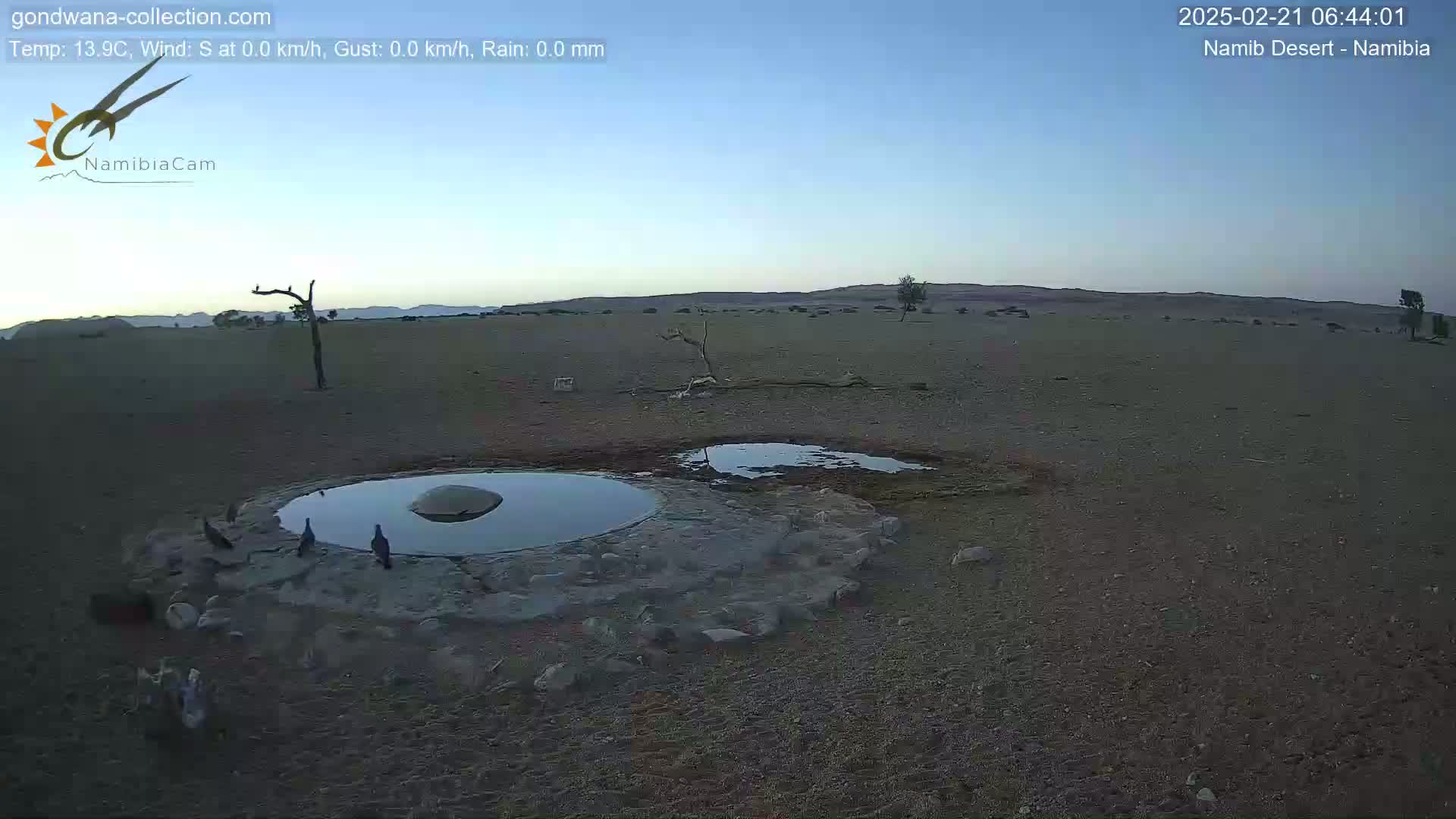 A desert landscape at dawn shows several birds gathered around a waterhole, with calm weather conditions.