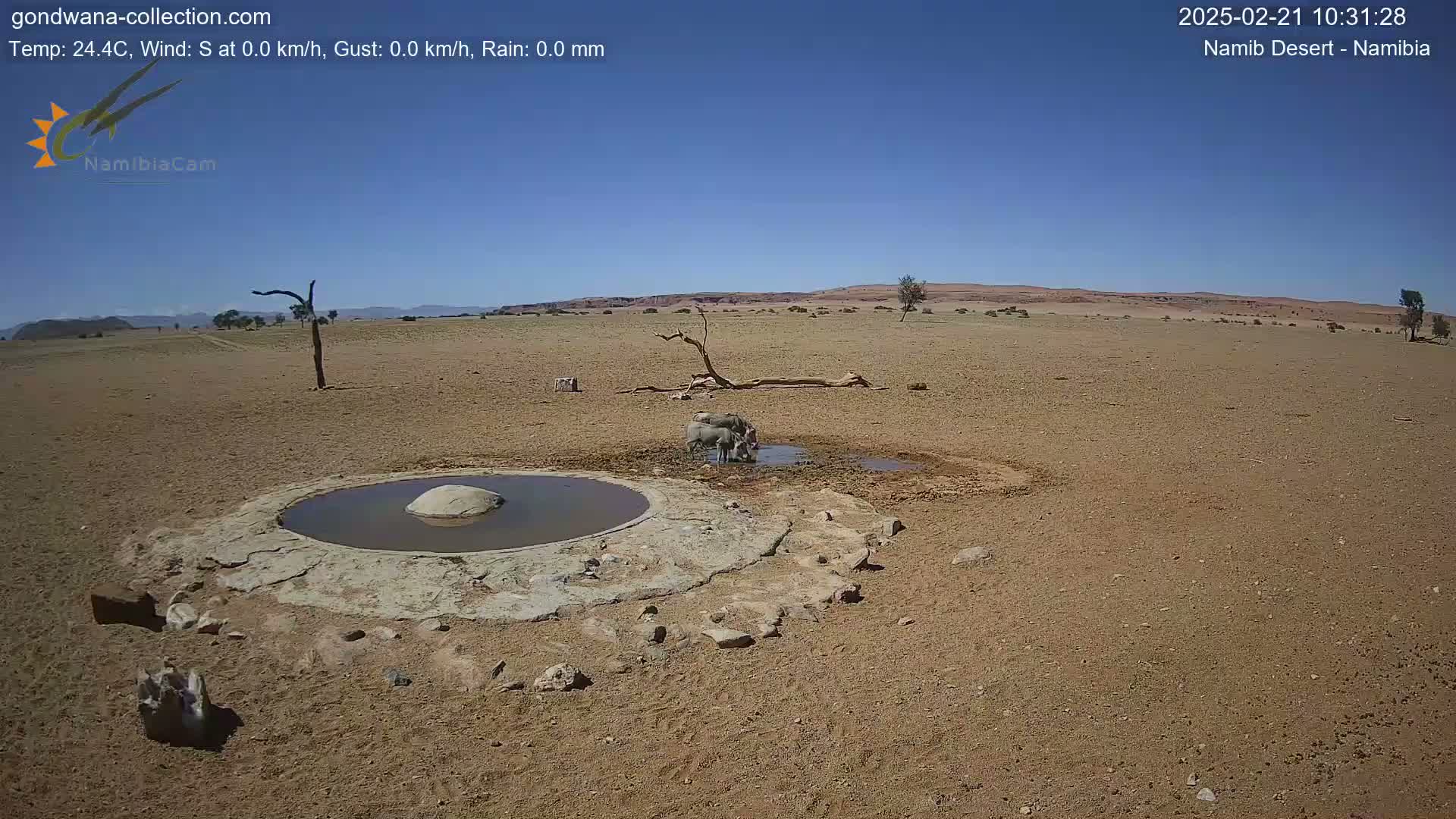 Three warthogs drink from a small, shallow pool of water in a dry, sandy desert under a clear blue sky.