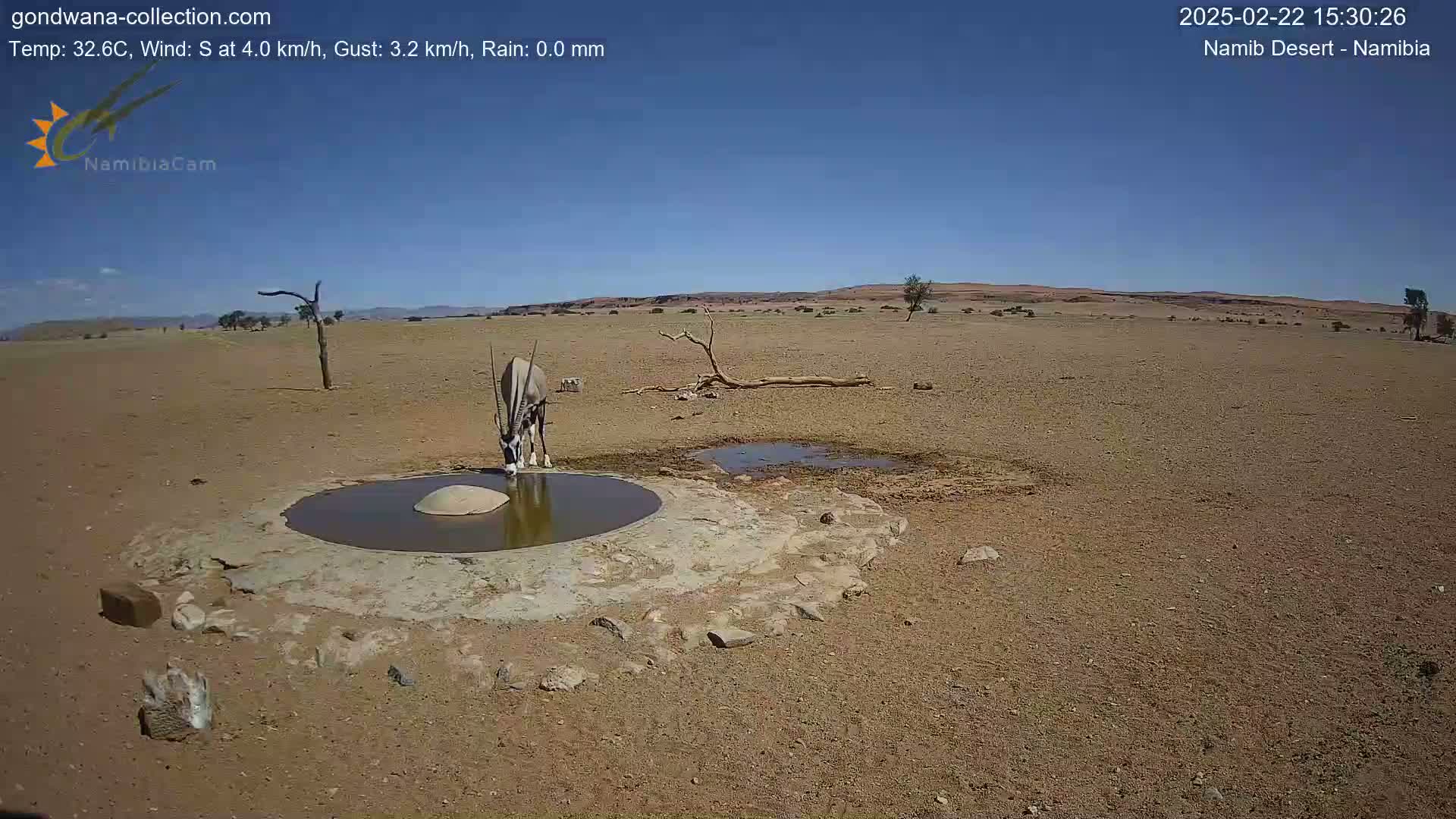 An oryx drinks from a small, man-made waterhole in a dry, sunny desert landscape.