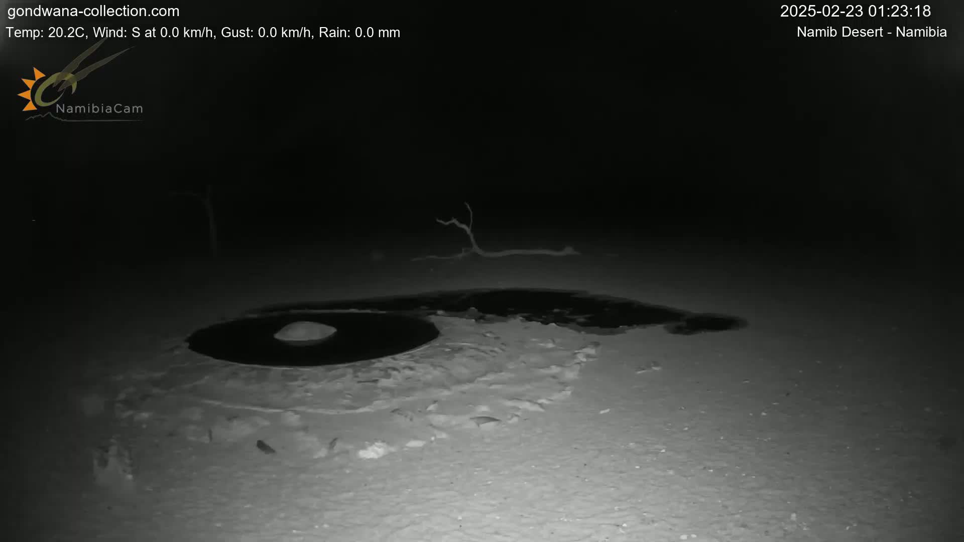 A dark, nighttime scene shows a small, dark pool of water on light-colored ground with a small mound in the center of the pool, and a dead, leafless branch in the background.