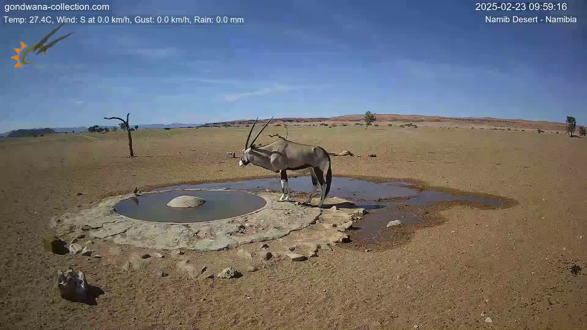 An oryx stands by a small, shallow pool of water in a dry, desert landscape under a clear, sunny sky.