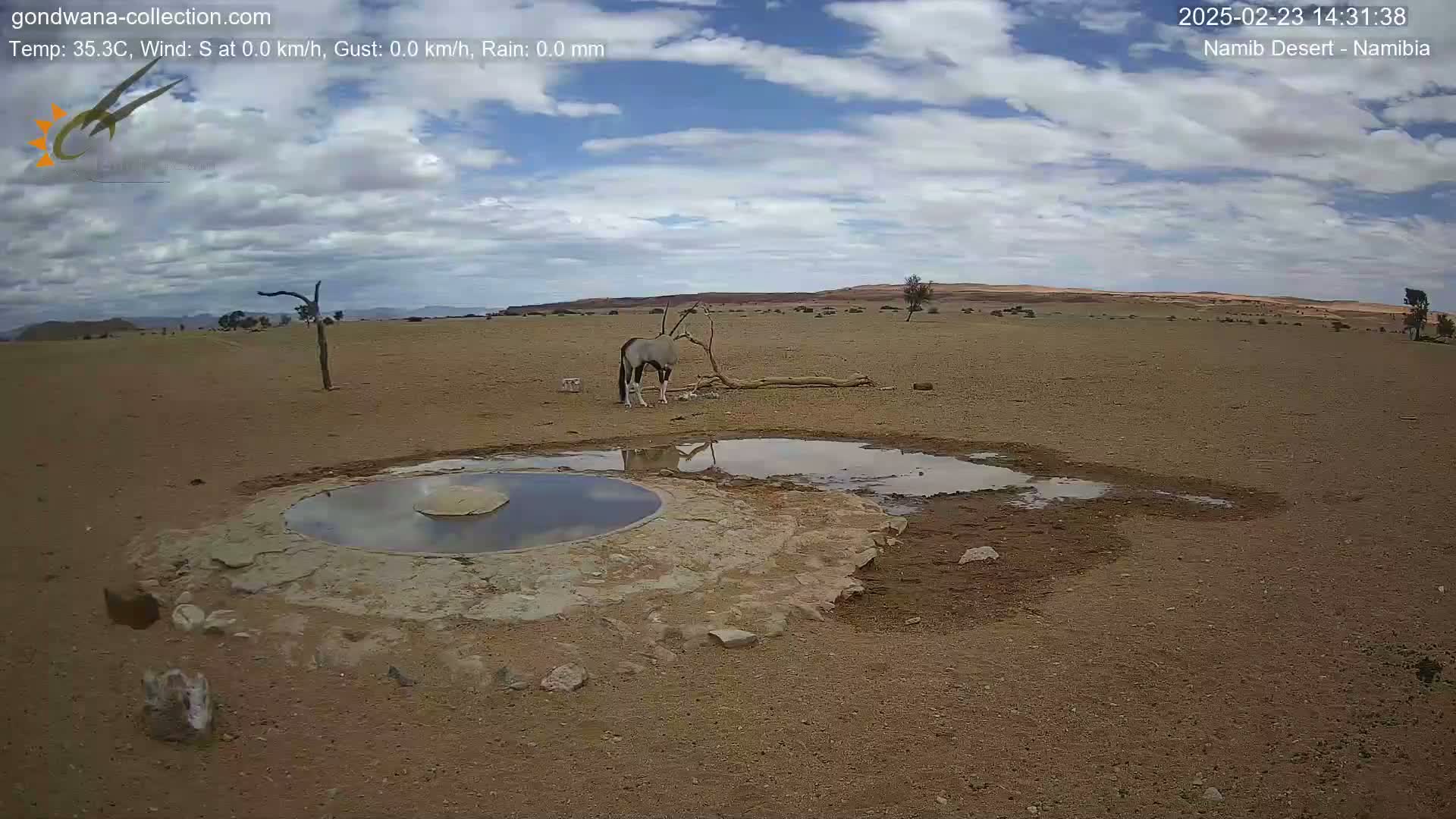 An oryx stands near a small, shallow pool of water in a dry, desert landscape under a partly cloudy sky.