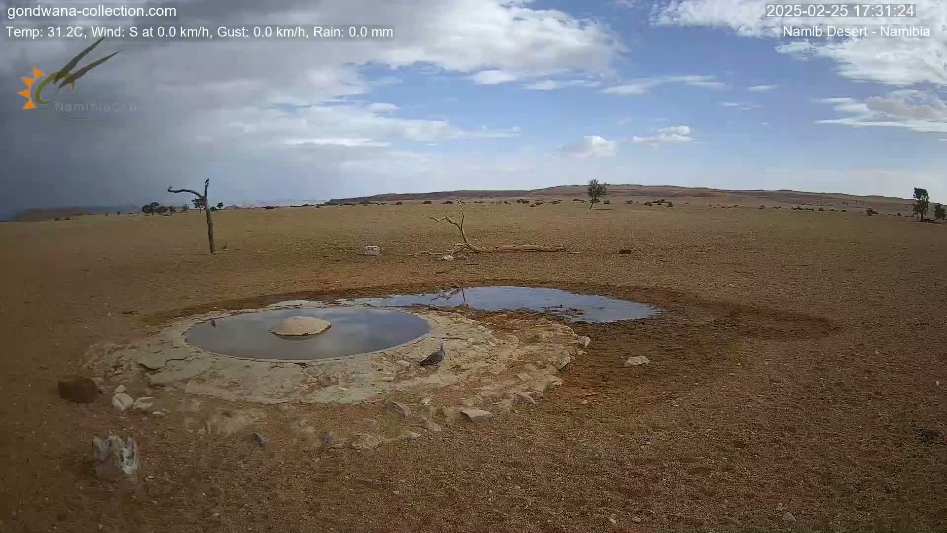 A mostly sunny desert landscape with a small, shallow pool of water in the foreground, surrounded by sparse vegetation and a few birds.