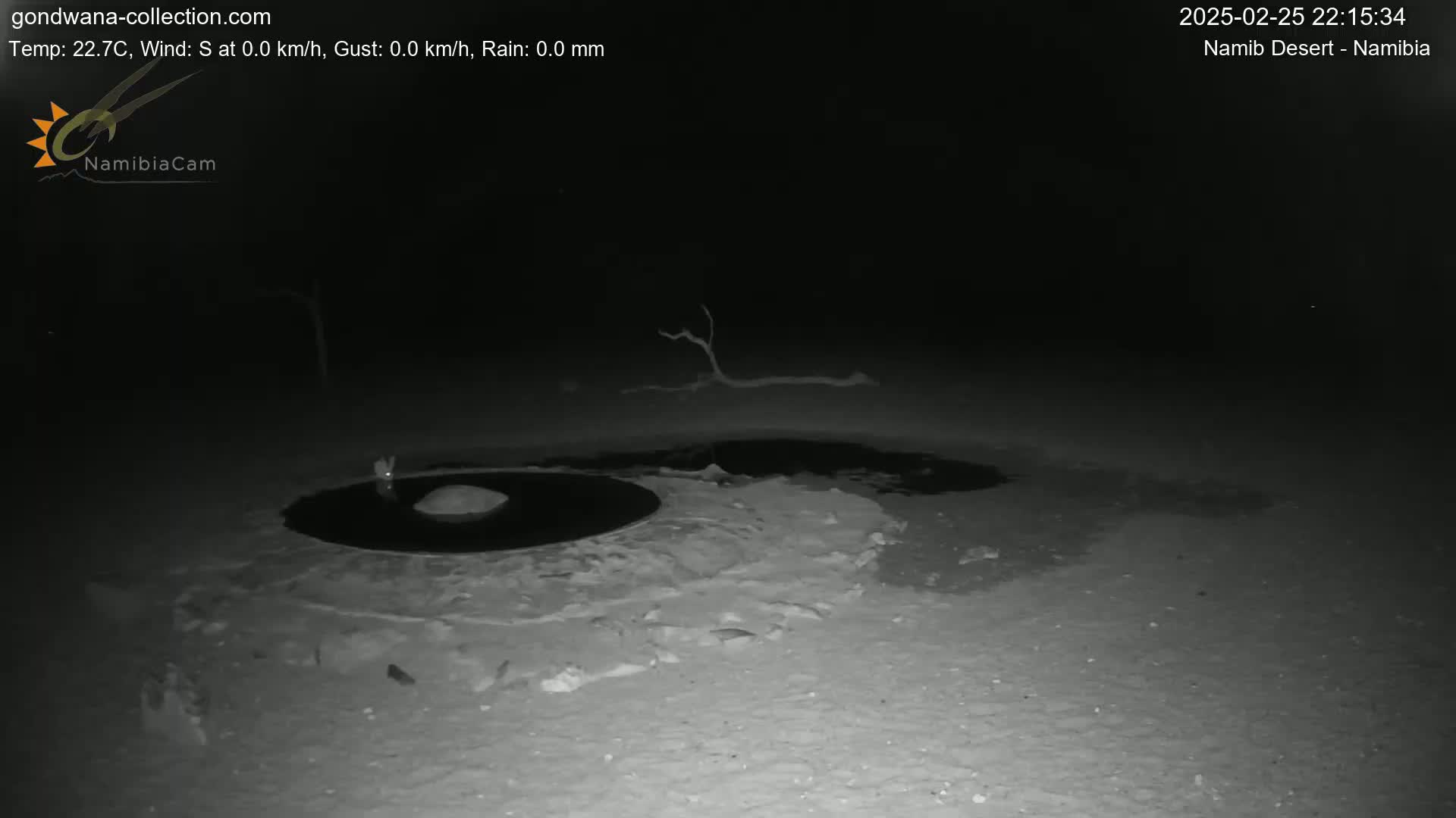 A dark, nighttime scene shows a circular, dark pool of water surrounded by light-colored, possibly sandy ground, with a small, dark object near its center and a bare branch in the background.