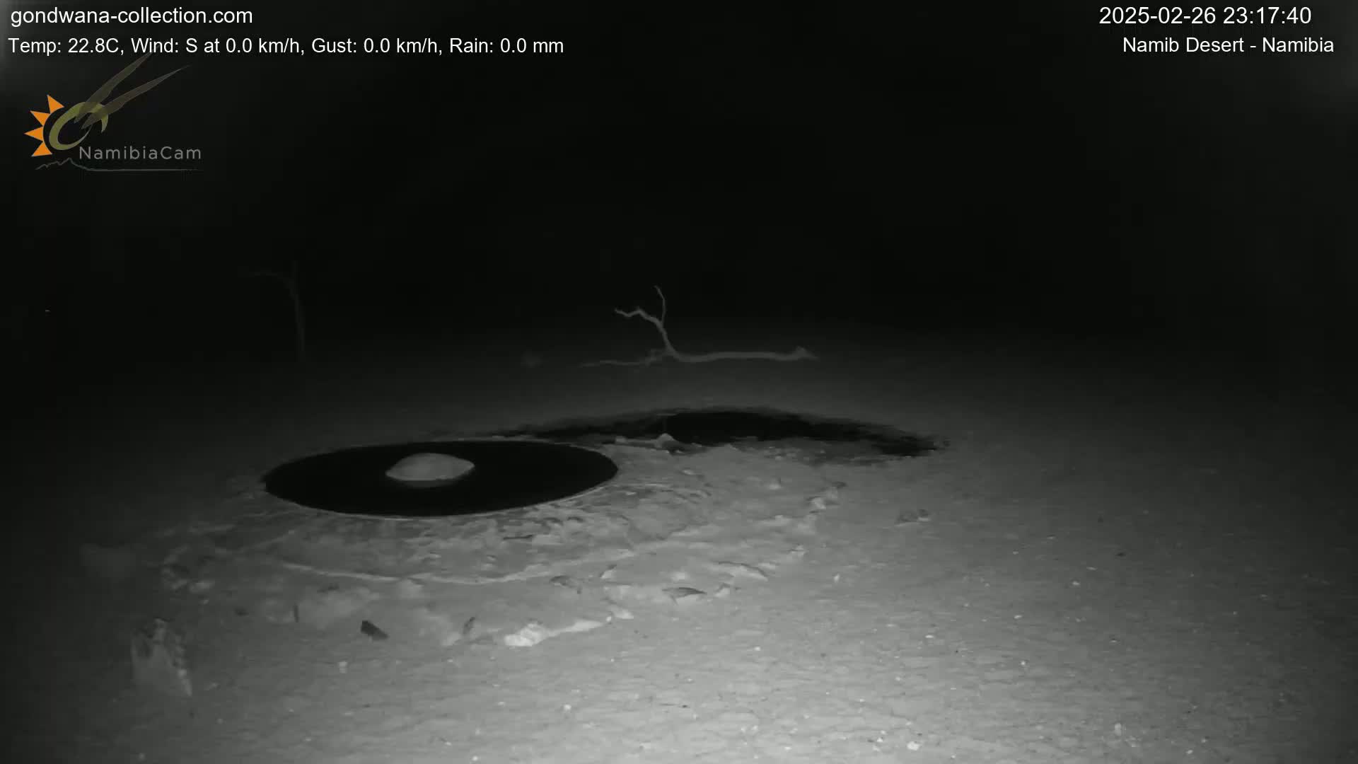 A nighttime, low-light image shows two dark, circular patches on a light-colored, sandy surface, with a small, dead branch in the background under a clear, dark sky.
