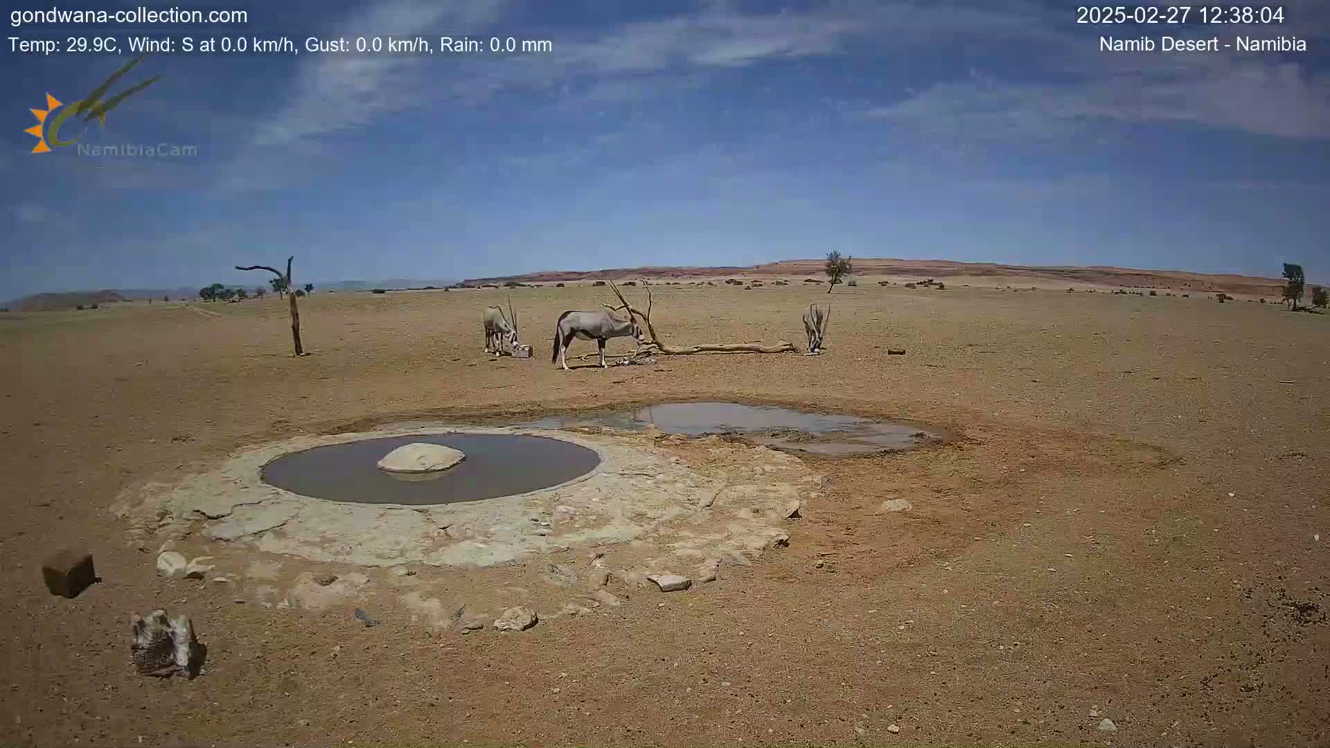 Several oryx drink from a waterhole in a dry, arid landscape under a mostly clear blue sky.