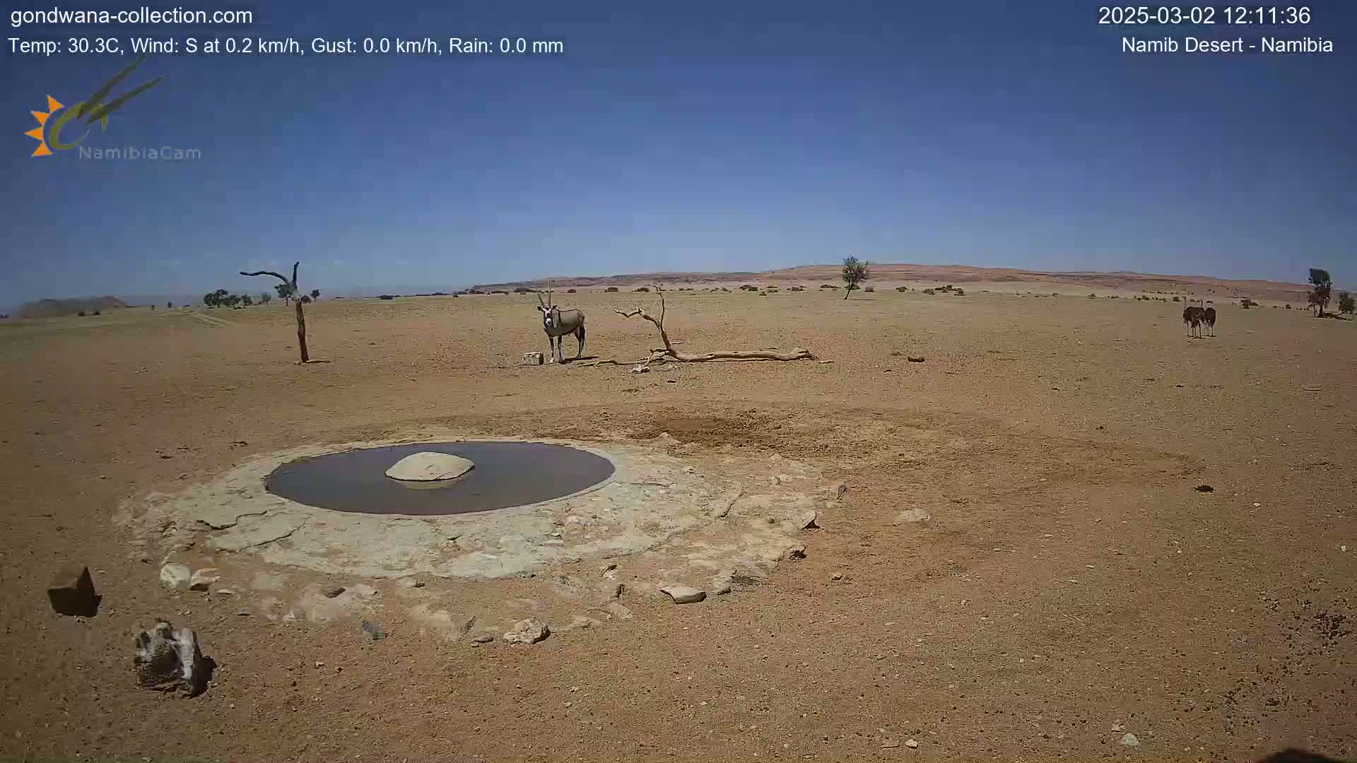 An oryx stands near a small, shallow pool of water in a dry, arid desert under a clear blue sky.