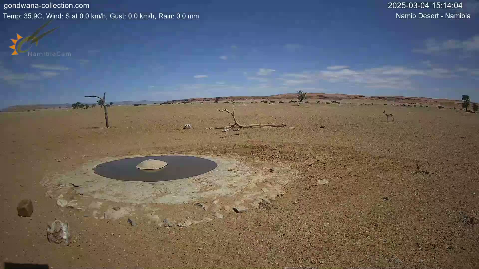 A small, shallow pool of water sits in the center of a dry, sandy desert landscape under a clear, bright blue sky, with a single gazelle visible in the distance.