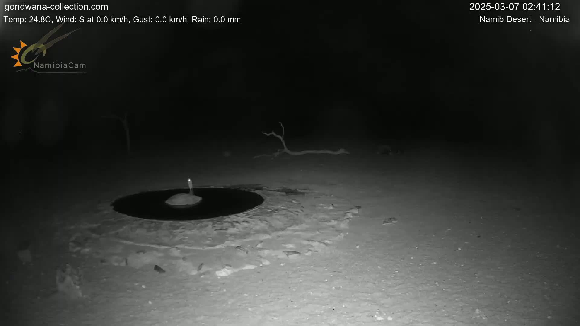 A dark, nighttime scene in the Namib Desert shows a circular, dark pool of water surrounded by light-colored sand, with a small, light-colored object in the center of the pool and a bare tree branch in the background.