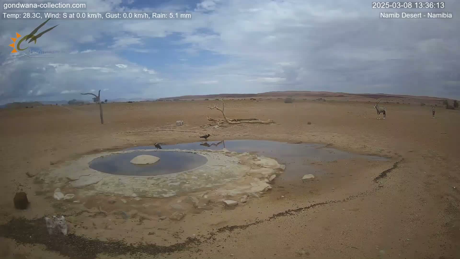 A desert landscape under a cloudy sky shows a small, shallow pool of water surrounded by sand, with several birds and two oryx in the distance.