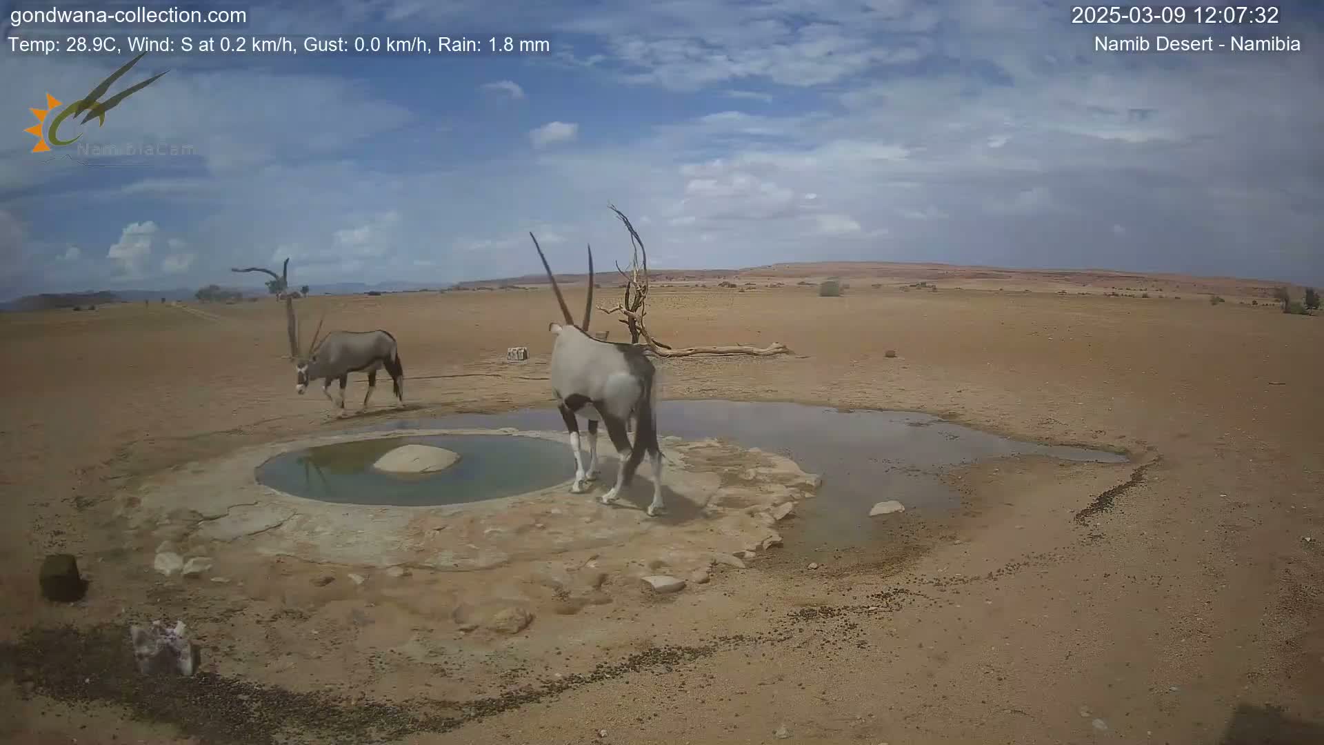 Two oryx stand near a small pool of water in a dry, desert landscape under a partly cloudy sky.