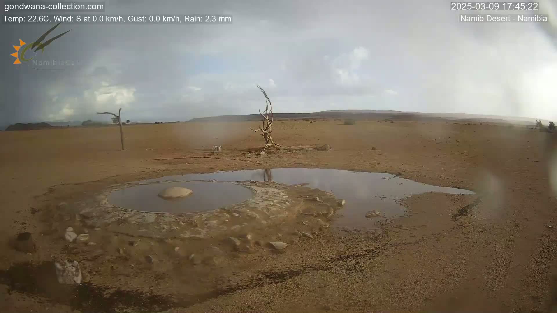 A desert landscape under a lightly cloudy sky shows a small, shallow puddle of water near a dead tree and some sparse vegetation after a light rain.