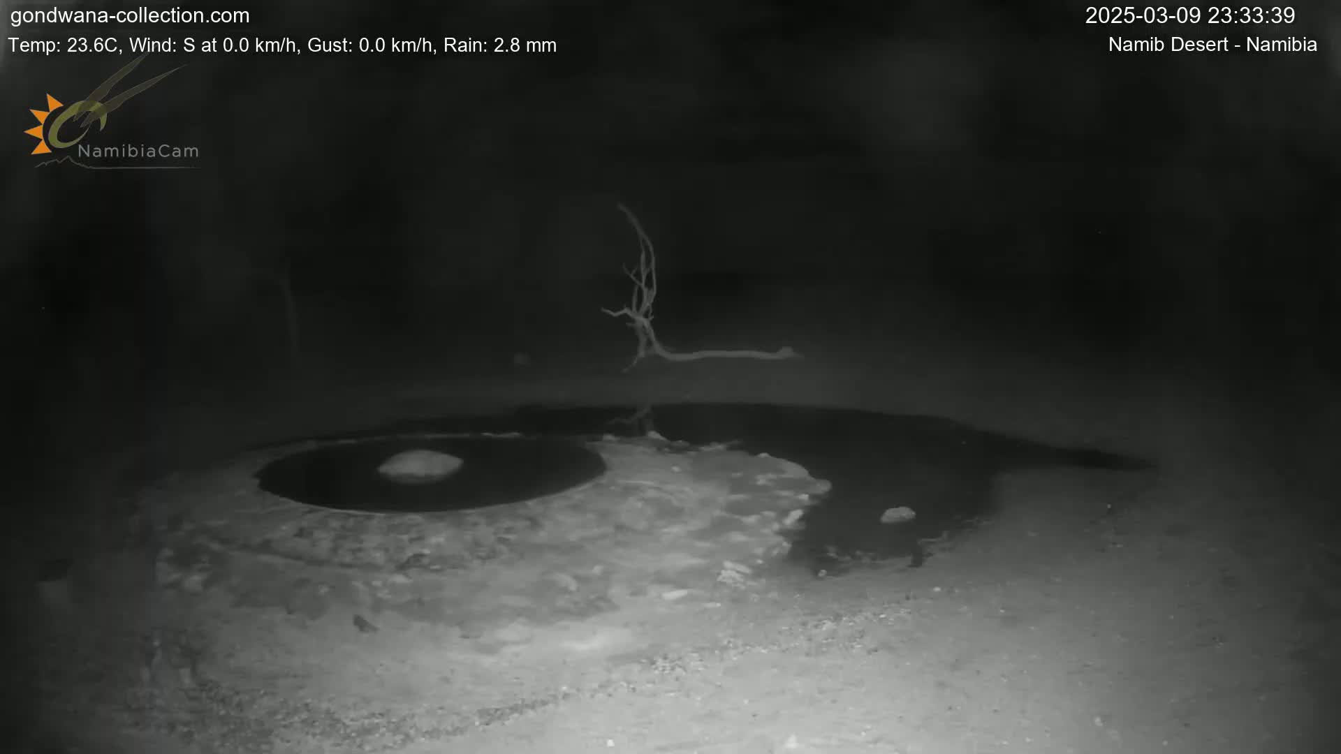 A dark, nighttime scene shows a puddle of water near a dead tree under slightly rainy conditions.