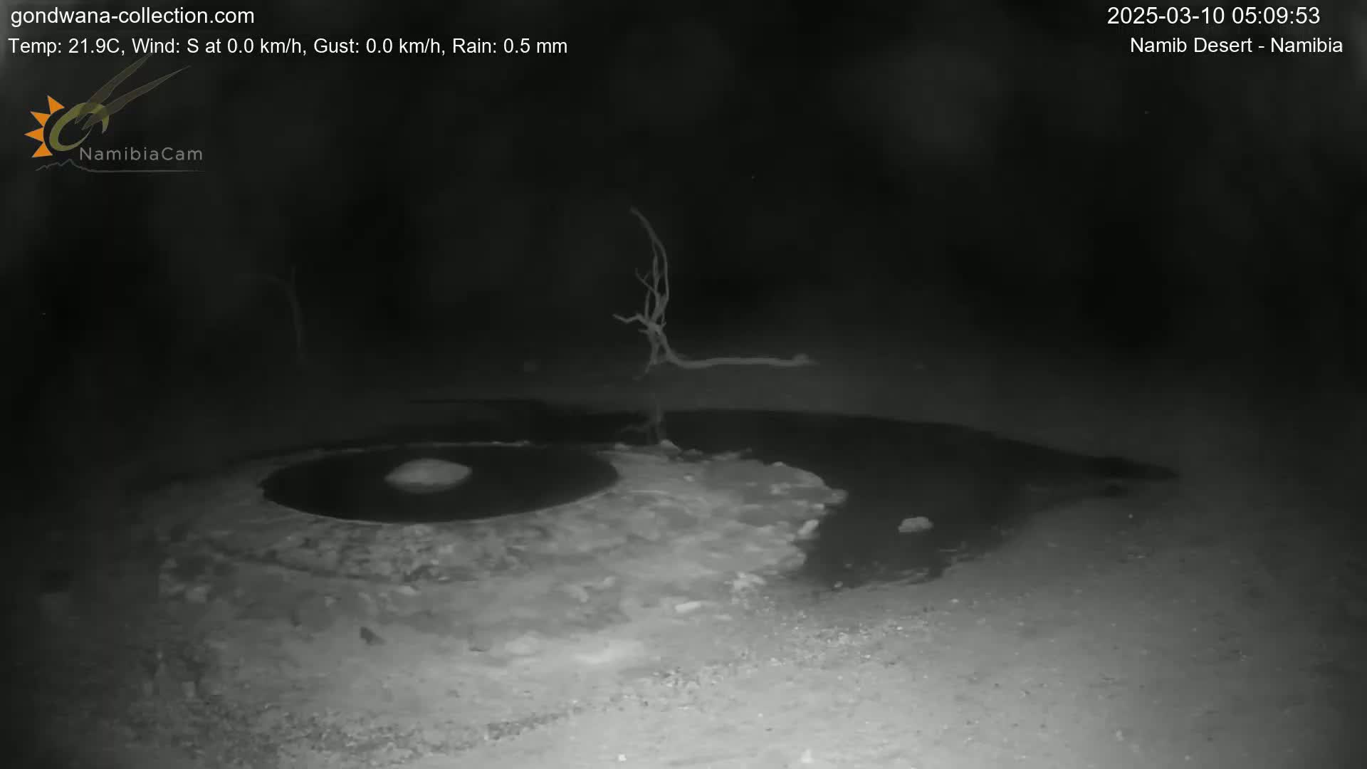 A nighttime, low-light image shows a dark, shallow pool of water with a dead tree reflected in it under slightly rainy conditions.