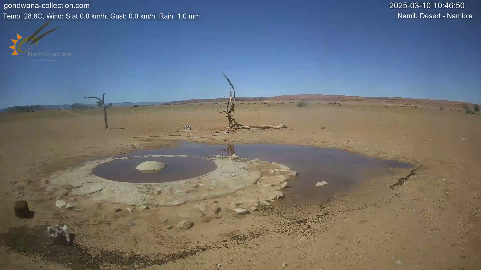 A small, shallow pool of water sits in a sandy desert landscape under a clear blue sky, near a dead tree.