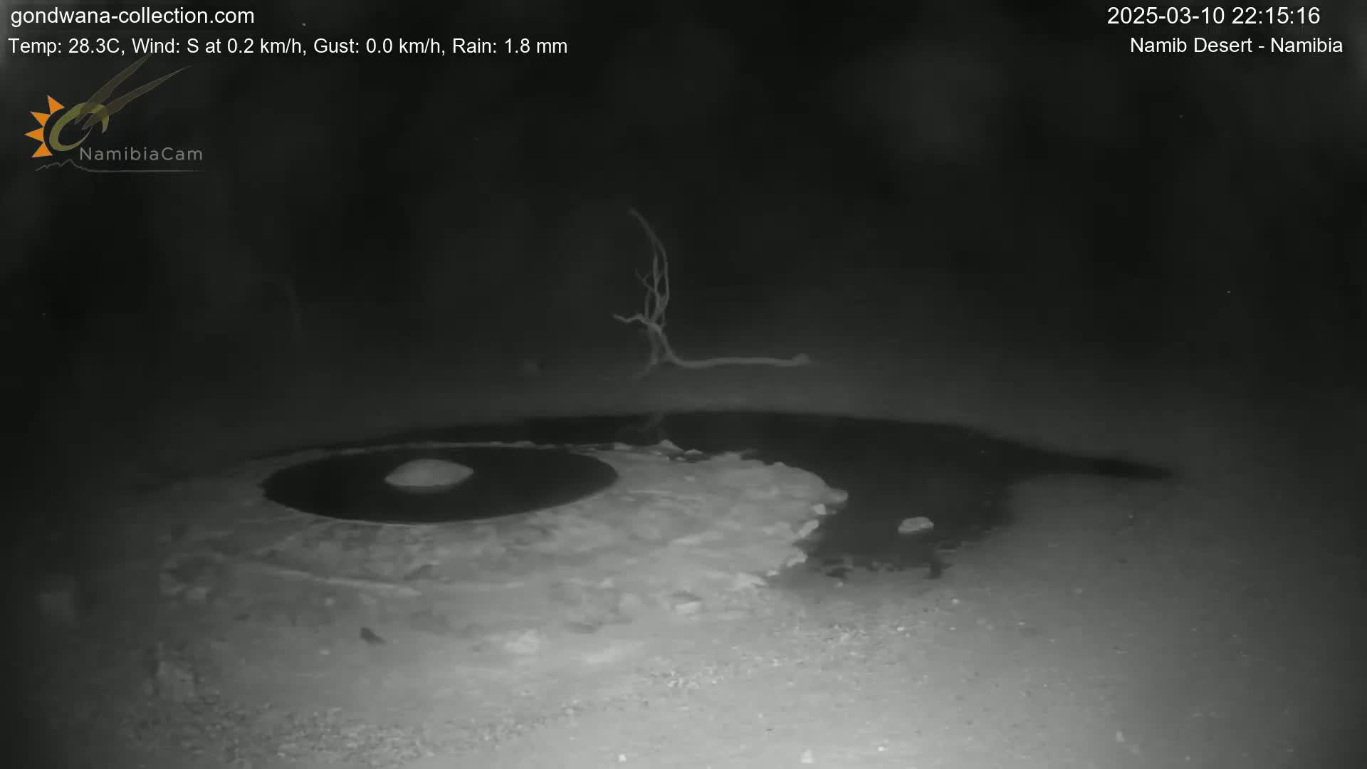 A nighttime, low-light image shows a dark, mostly flat ground with a dark, circular puddle and a bare, dark tree in the background under light rain.