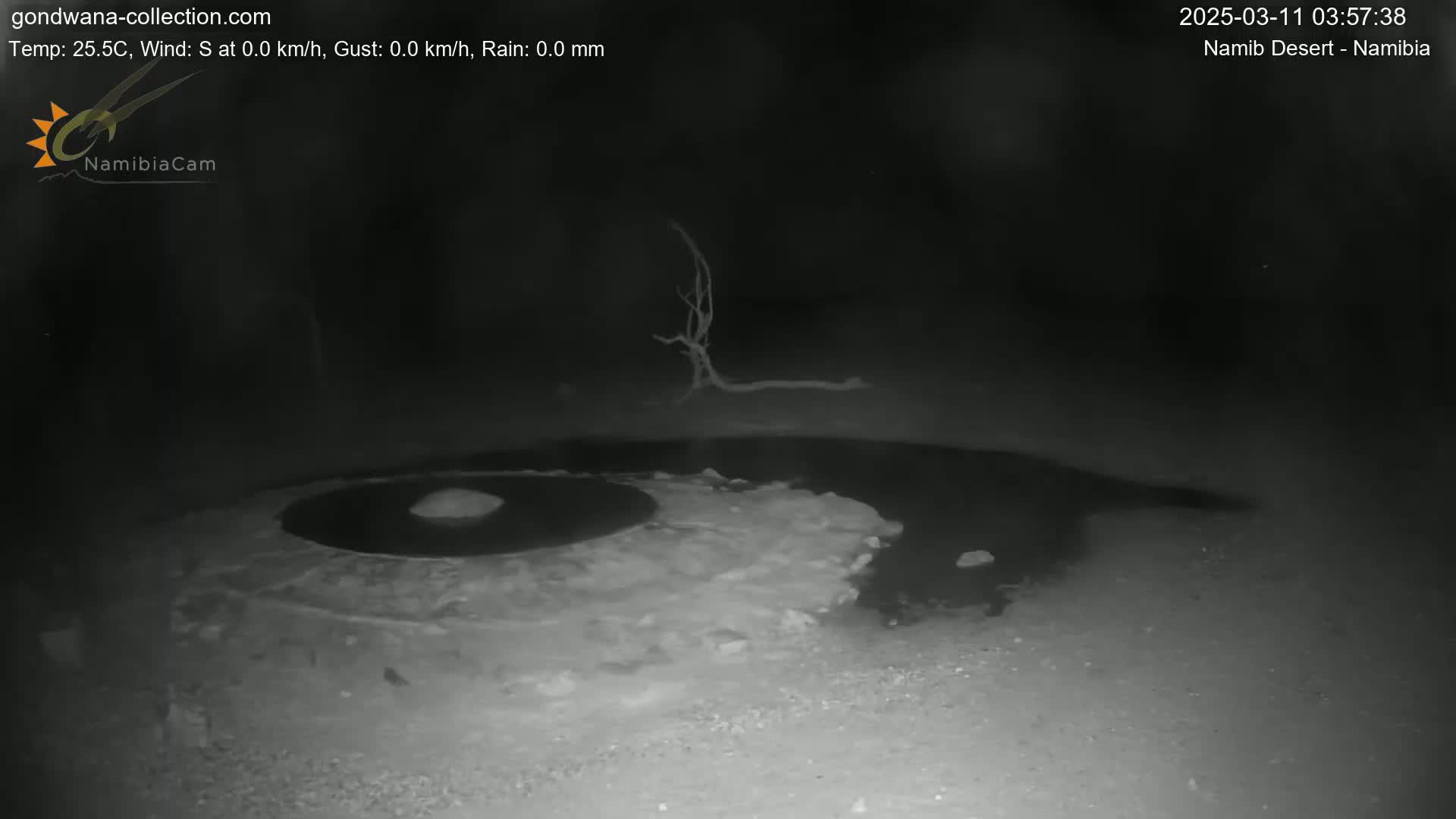 A nighttime, low-light image shows a dark, circular puddle of water on light-colored ground near a dead, leafless tree under a clear sky.