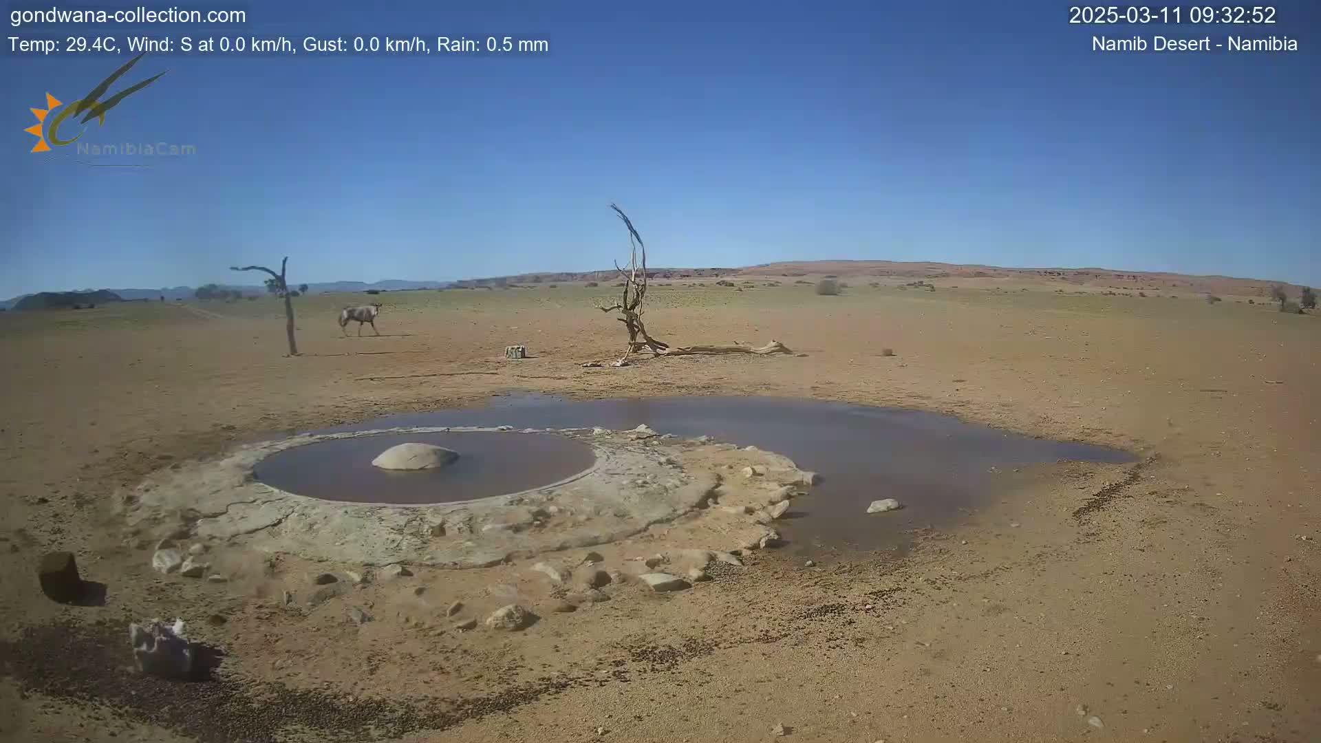 A small watering hole with a raised, circular edge is surrounded by arid, tan-colored desert landscape under a clear blue sky; a lone antelope walks in the distance.
