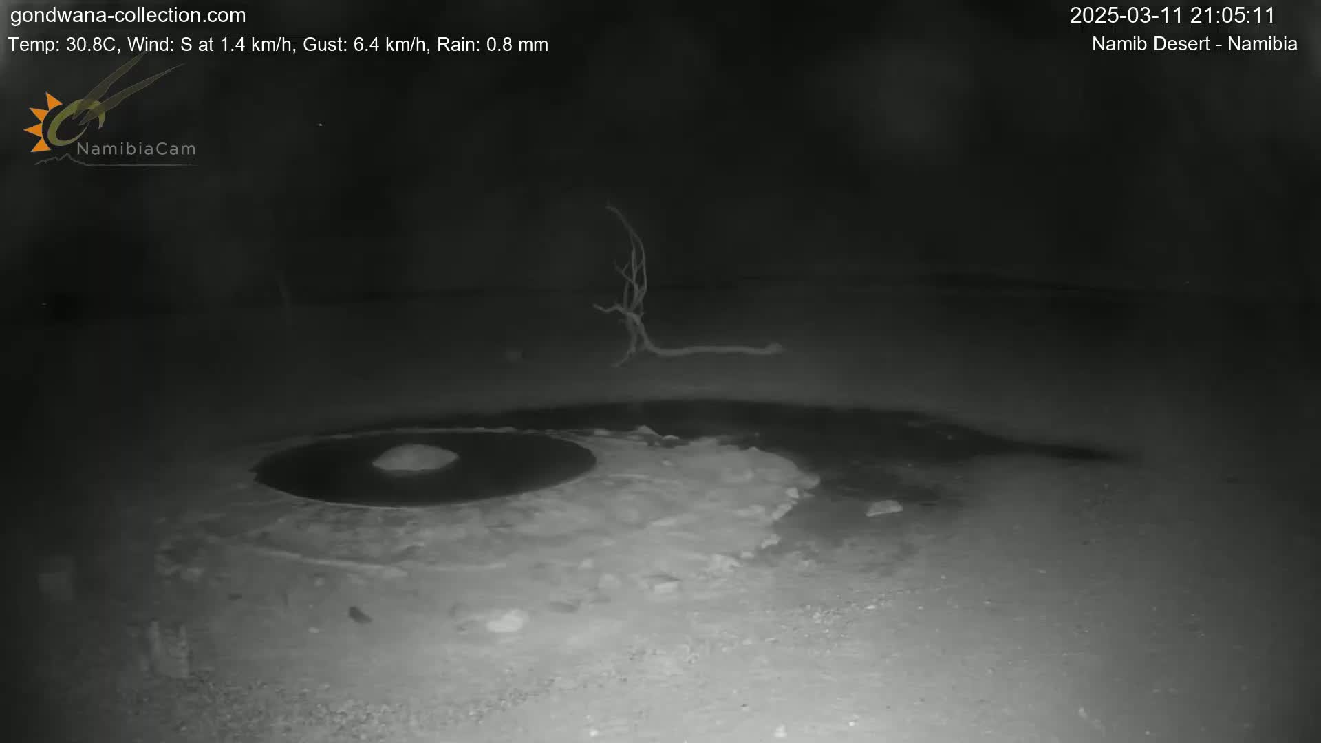 A nighttime, low-light image shows a dark, shallow pool of water surrounded by light-colored, rocky ground, with a barren tree branch in the background under slightly rainy conditions.