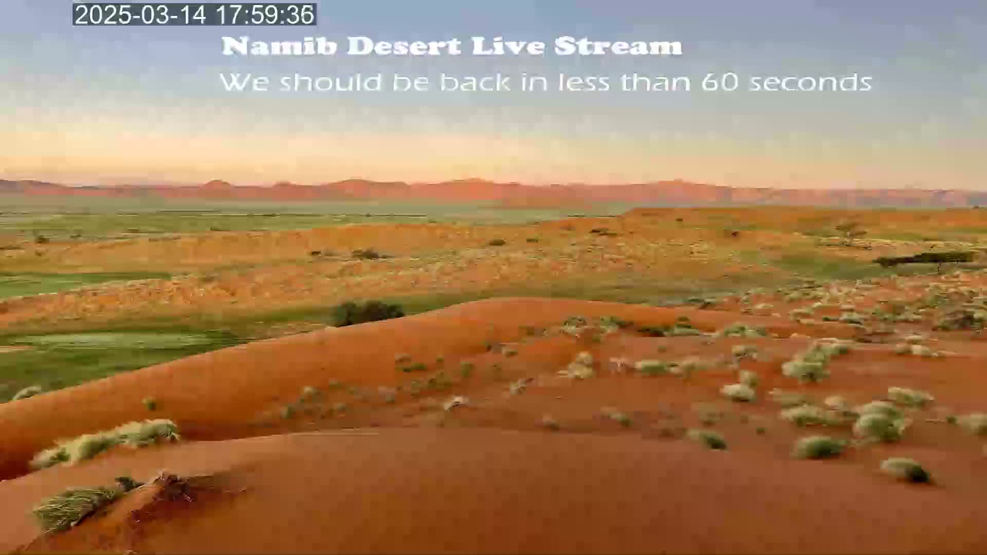 A wide shot of reddish-orange sand dunes sparsely dotted with small shrubs under a pale, dusky sky.