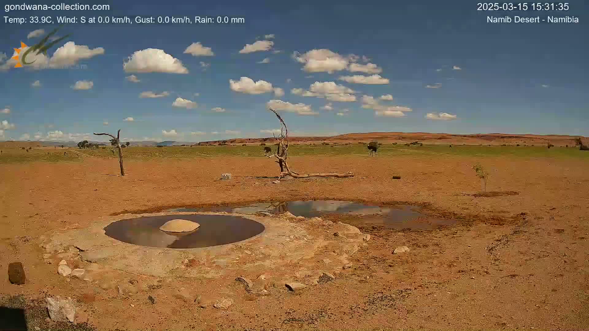 A mostly sunny desert landscape with a small, shallow pool of water near a dead tree and two ostriches in the distance.