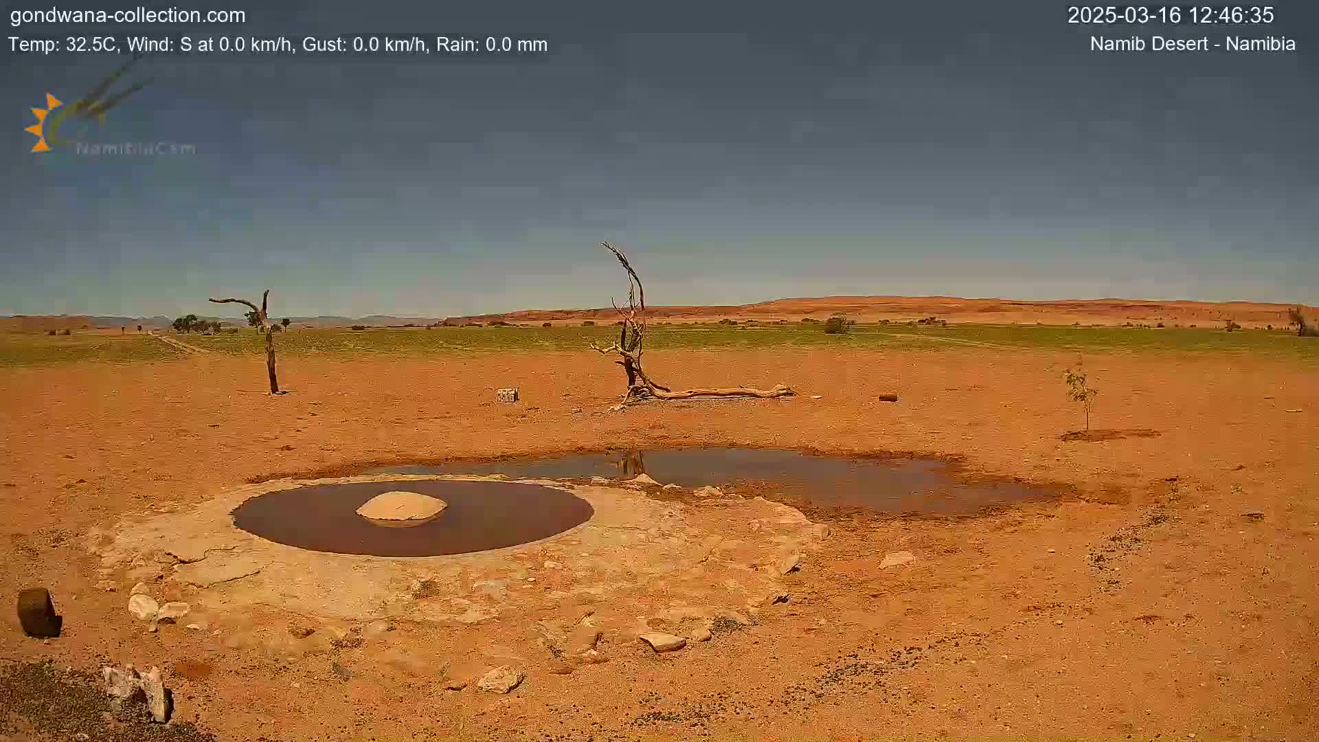 A mostly dry, arid landscape under a clear sky features a small, shallow pool of water near a dead tree and sparse vegetation.