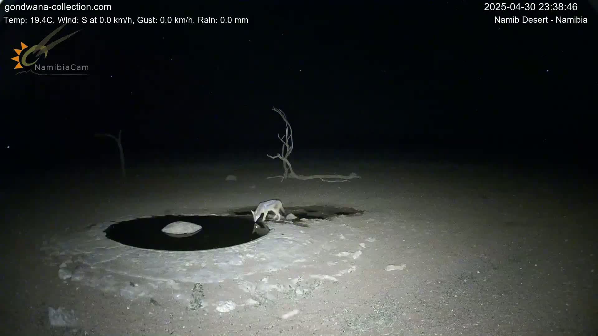 A black-backed jackal drinks from a small, dark pool of water at night in a desert landscape under a clear, starry sky.