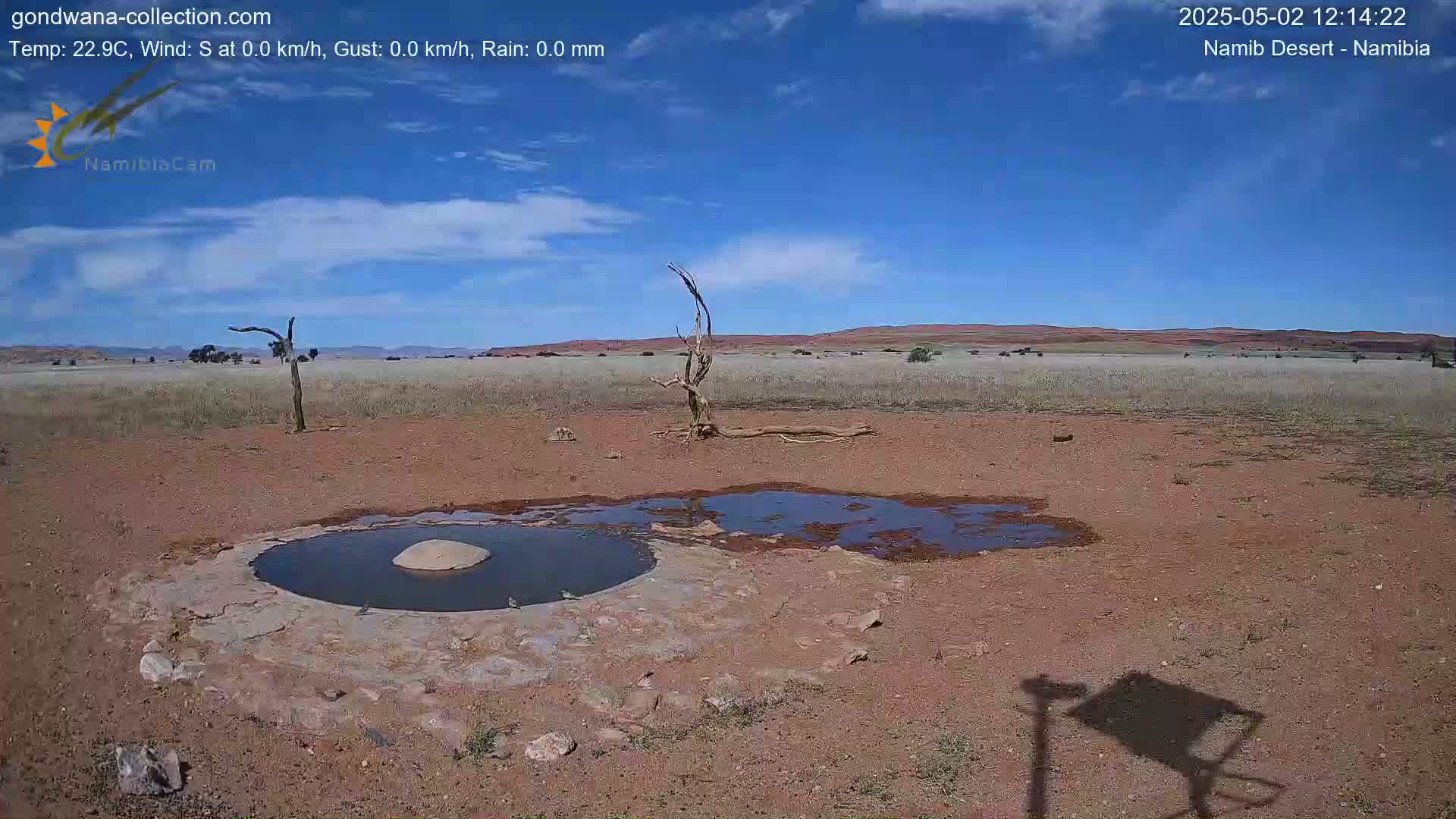 A mostly sunny, arid landscape with sparse vegetation surrounds a small, shallow pool of water near a dead tree.