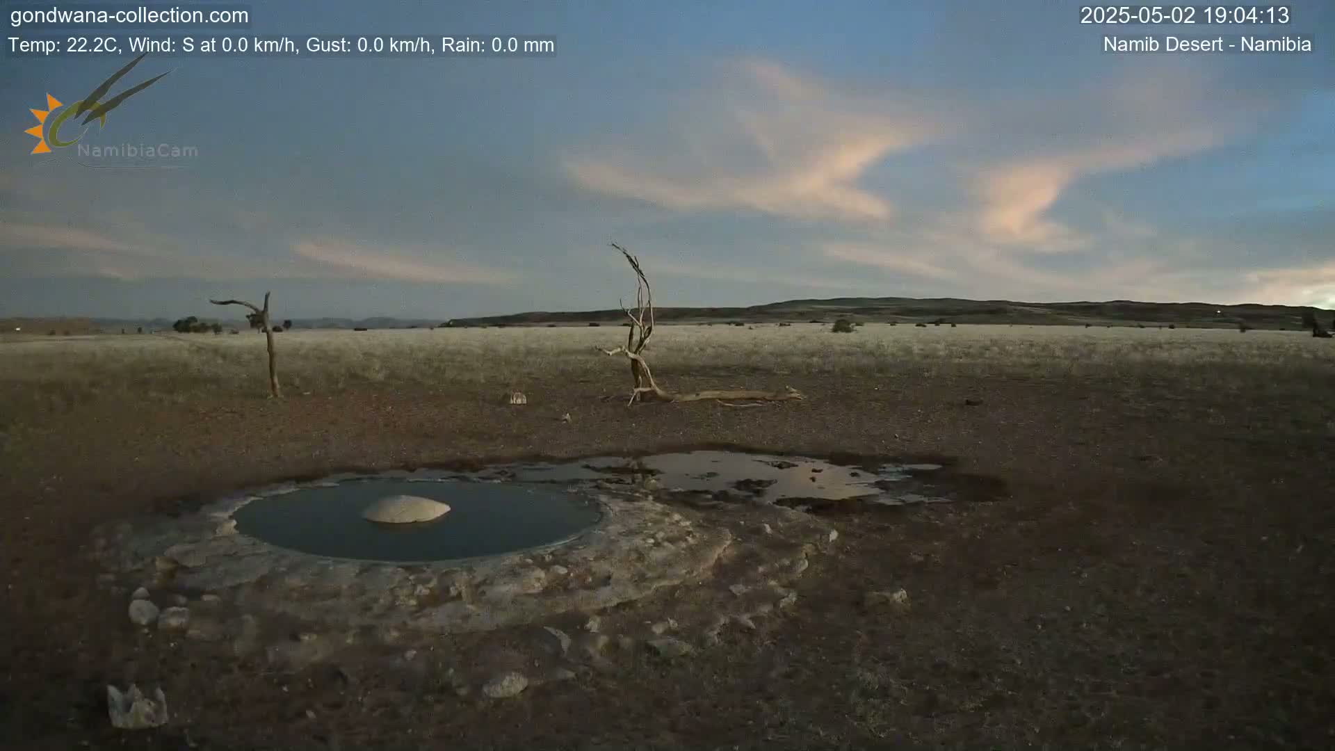 A calm, twilight scene in the Namib Desert shows a small, dark pool of water near a dead tree and other sparse desert vegetation under a pale sky.