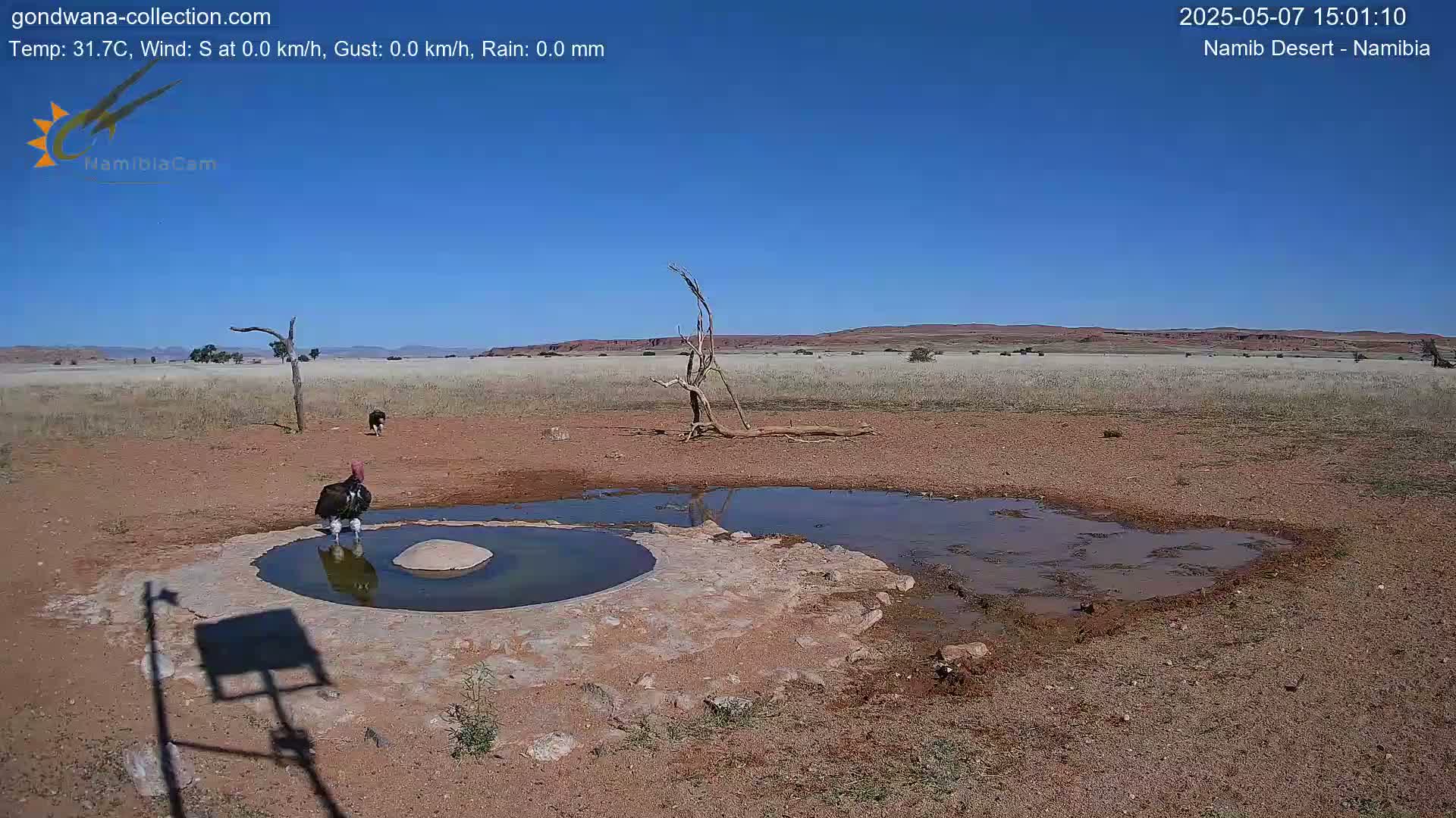 A vulture stands near a small, muddy puddle in a dry, flat landscape under a clear blue sky.