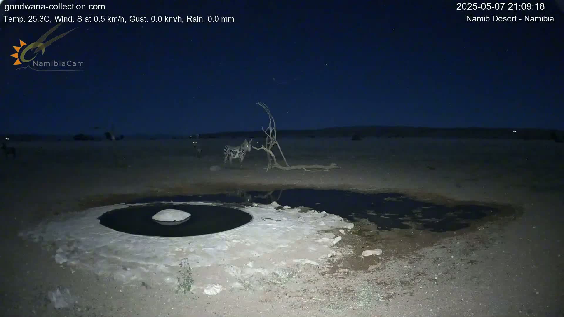A zebra stands near a small, dark pool of water under a clear, dark night sky in a desert landscape.