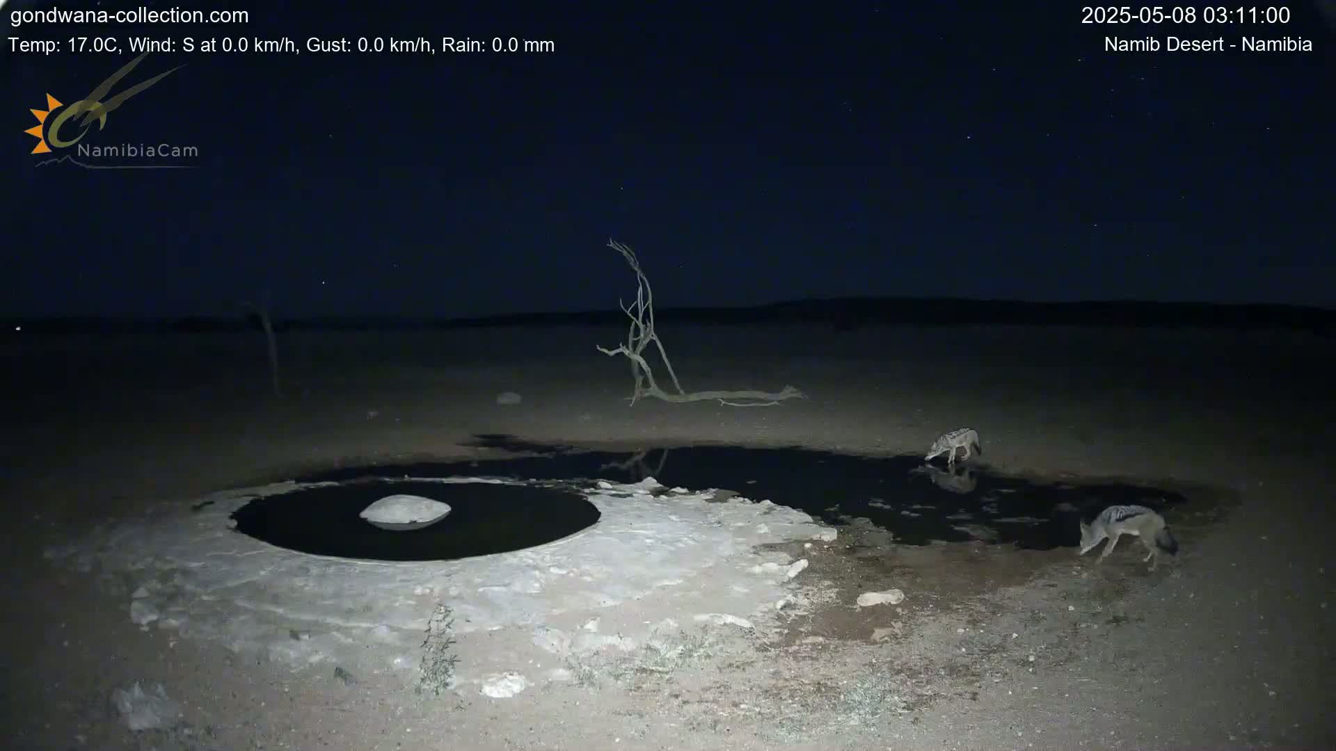Two jackals drink from a dark puddle at night in a desert landscape under a starry sky.