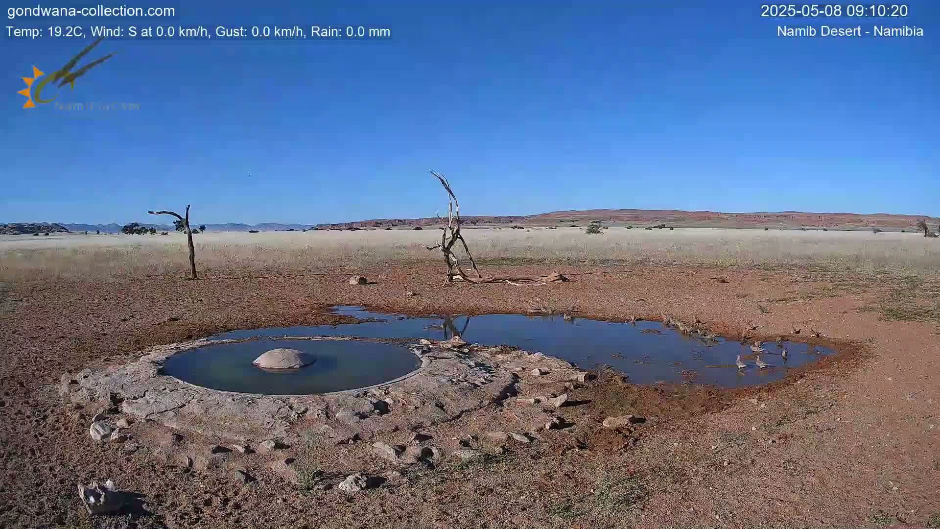 A clear, sunny day shows a dry, reddish-brown landscape with a small watering hole containing several birds near a dead tree.