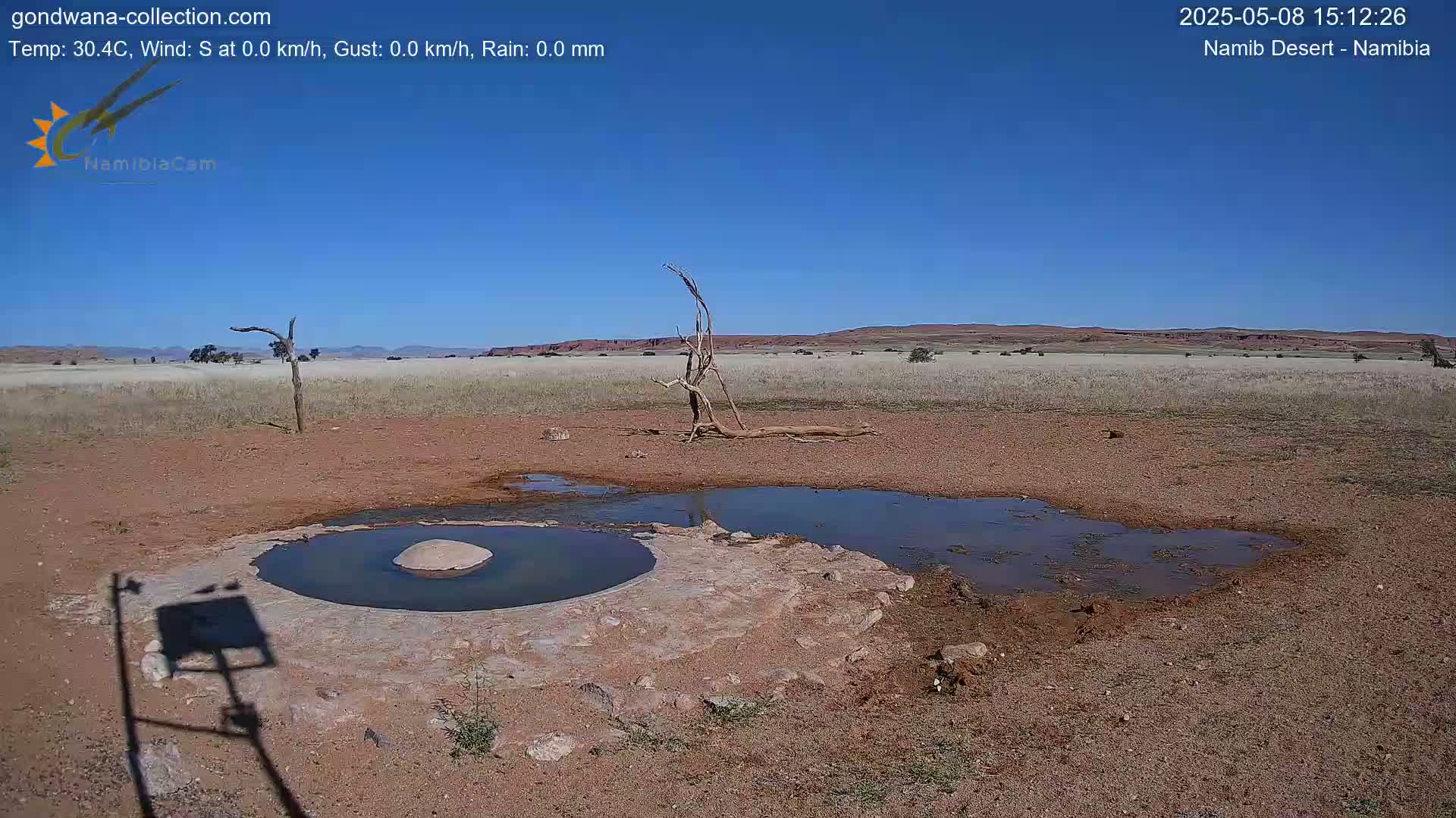 Under a clear blue sky, a small, shallow, dark-colored pool of water sits in a dry, reddish-brown dirt area of the Namib Desert, near a dead tree.