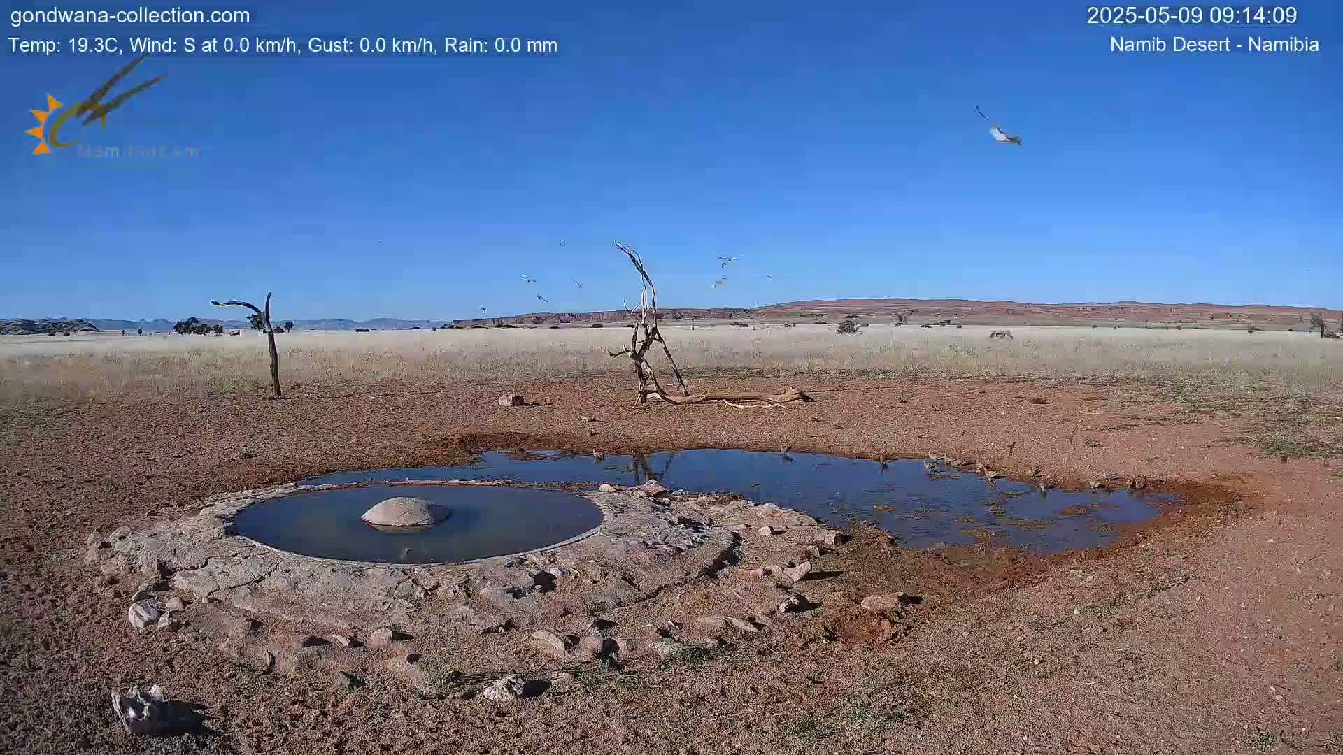 A bird's-eye view of a watering hole in a dry, flat landscape under a clear blue sky, with several birds near the water and a few more in flight.