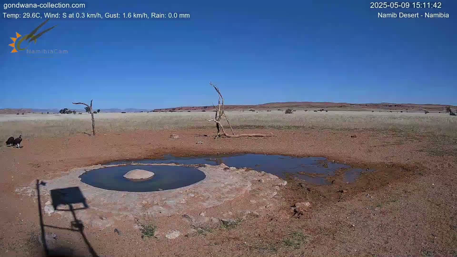 A small, shallow pool of water sits in a dry, reddish-brown landscape under a clear blue sky, with two vultures near the water's edge and a dead tree in the background.