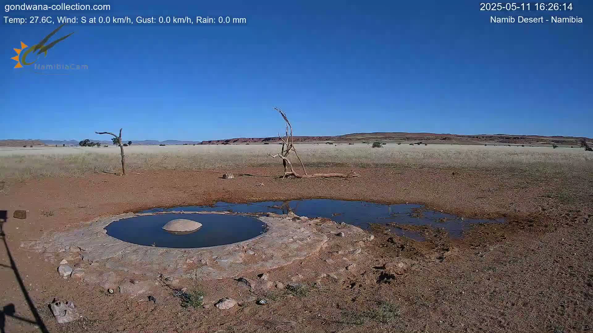 Under a clear blue sky, a small, shallow pool of water sits in a dry, brown landscape with scattered dead trees and scrubby vegetation.