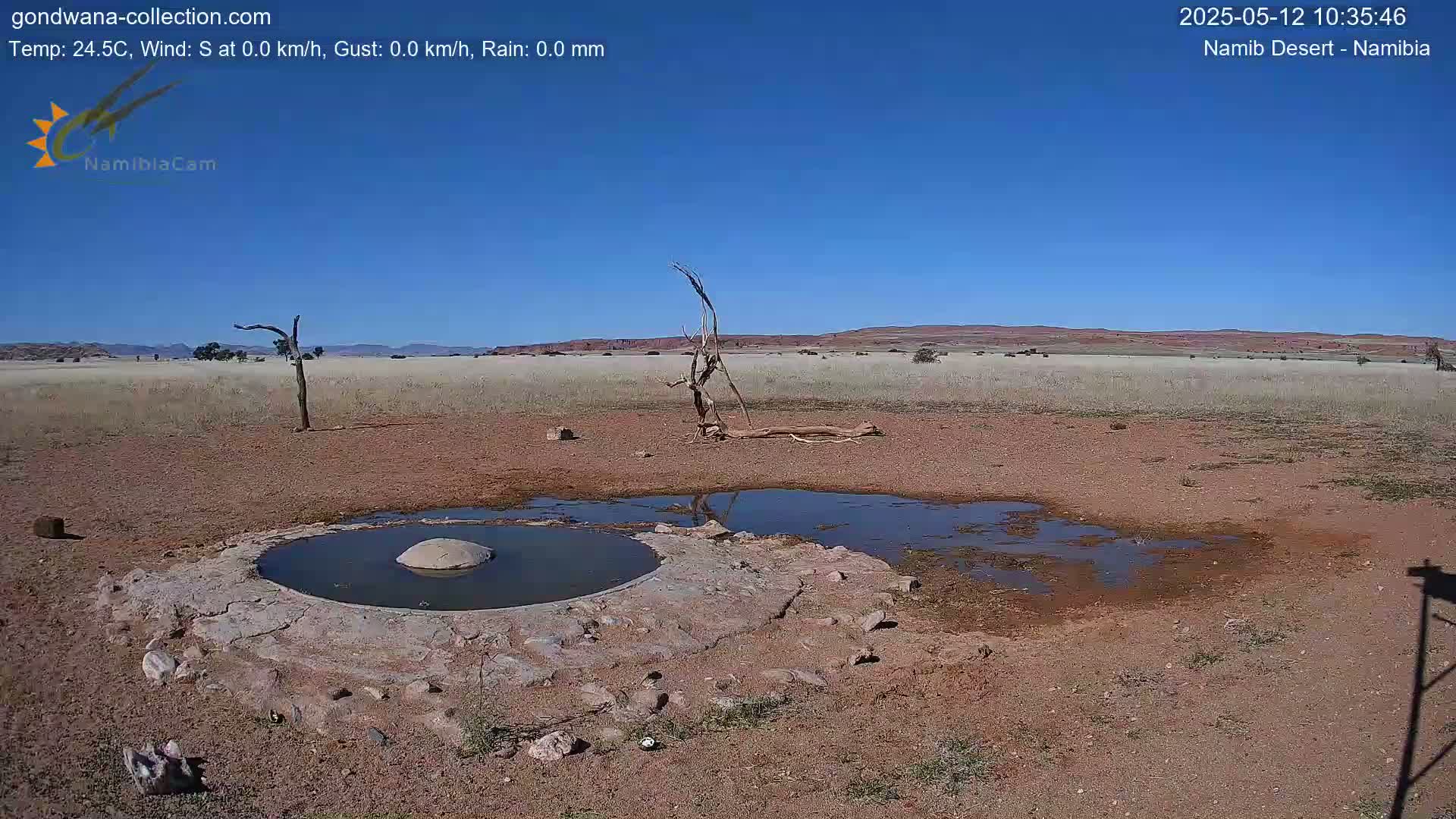 Under a clear blue sky, a dry, reddish-brown landscape features a stone waterhole with shallow puddles surrounding it, a few dead trees, and sparse vegetation.