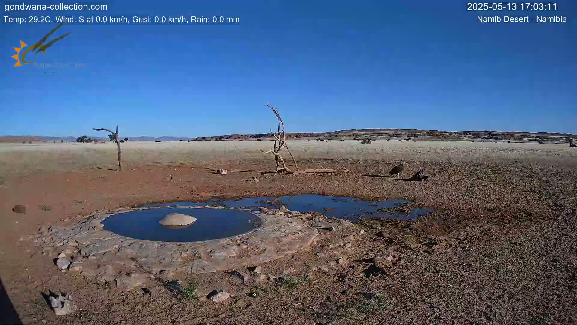 Under a clear blue sky, two birds stand near a shallow, dark-colored pool of water in a dry, brown landscape.