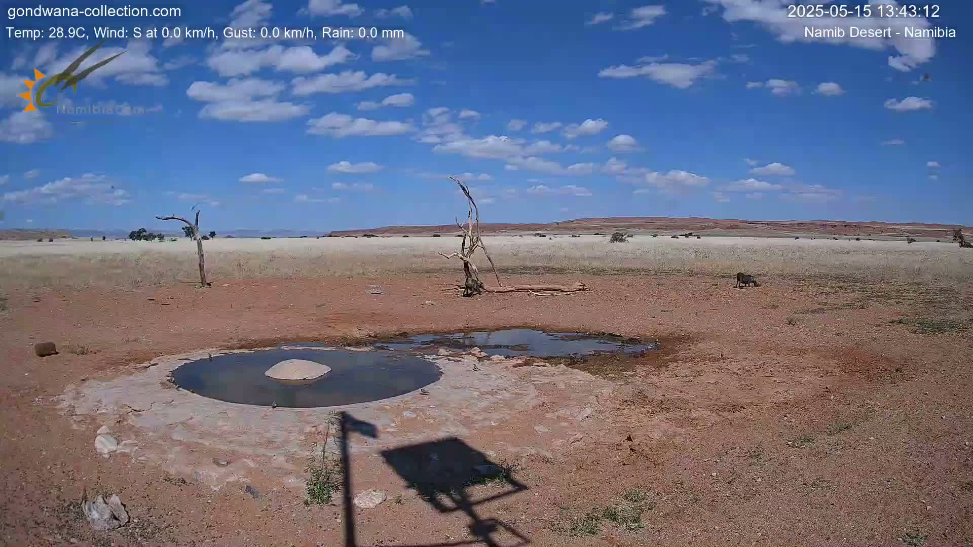 A small watering hole in a dry, arid landscape under a mostly sunny sky with a few scattered clouds, near a dead tree and some wildlife.