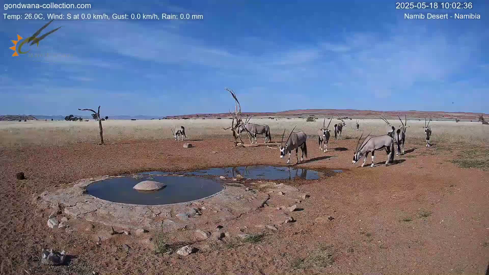 A herd of oryx drink from a small waterhole in a dry, arid landscape under a clear blue sky.