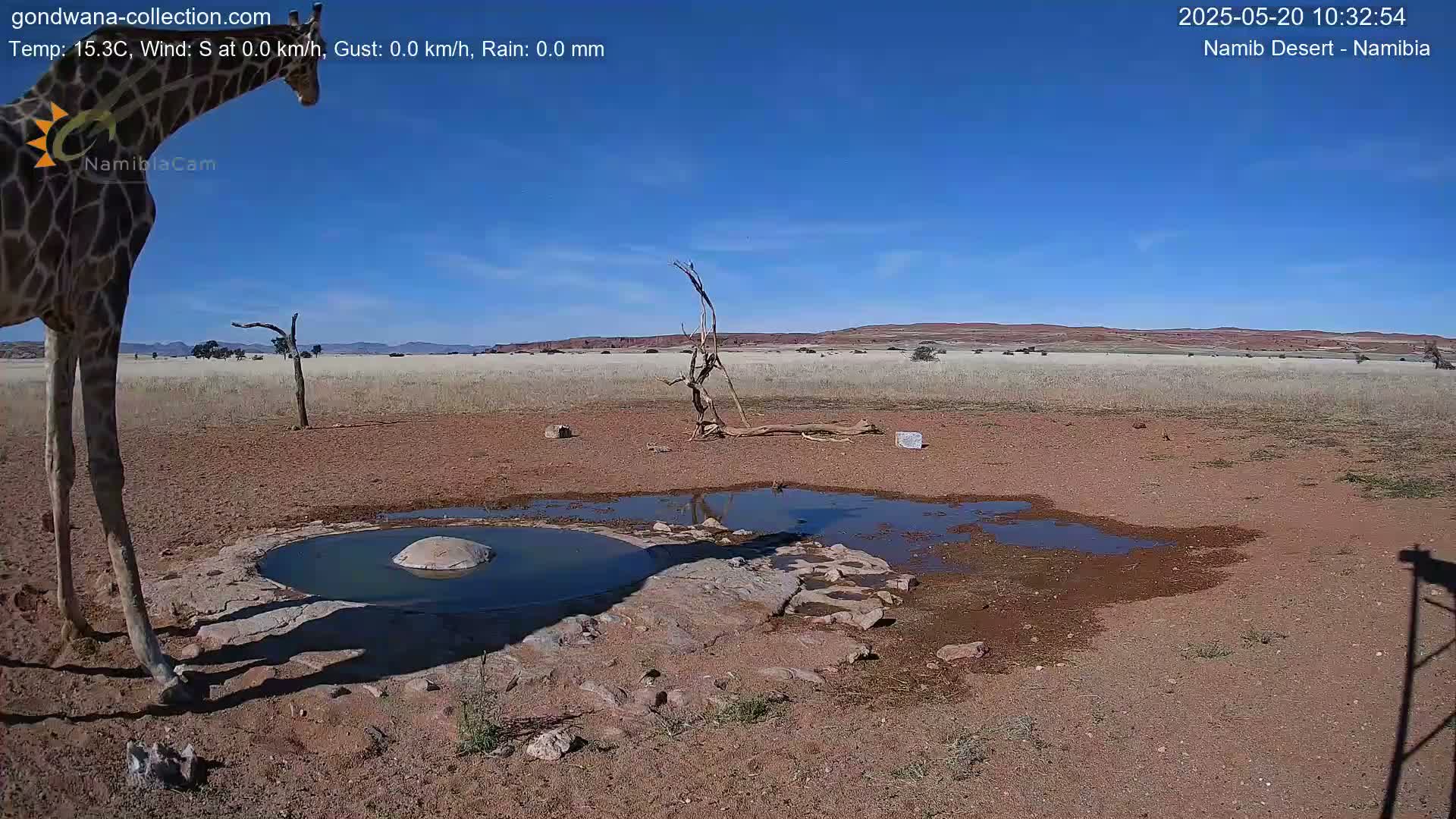 A giraffe stands near a shallow, muddy waterhole under a clear blue sky in a dry, arid landscape.