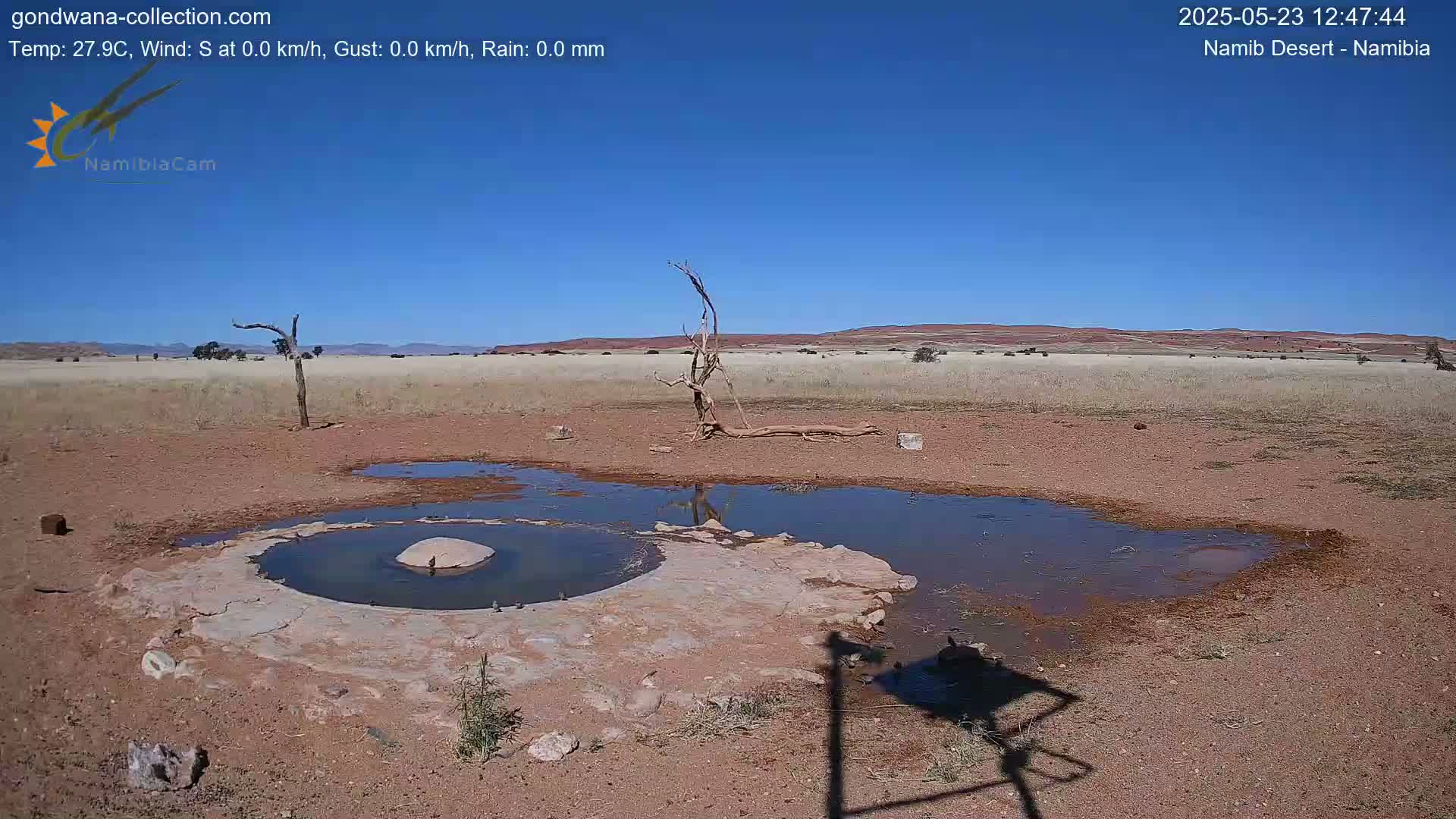 Under a clear blue sky, a shallow, muddy pool of water surrounds a central rock in a dry, reddish-brown landscape, with a dead tree standing nearby.