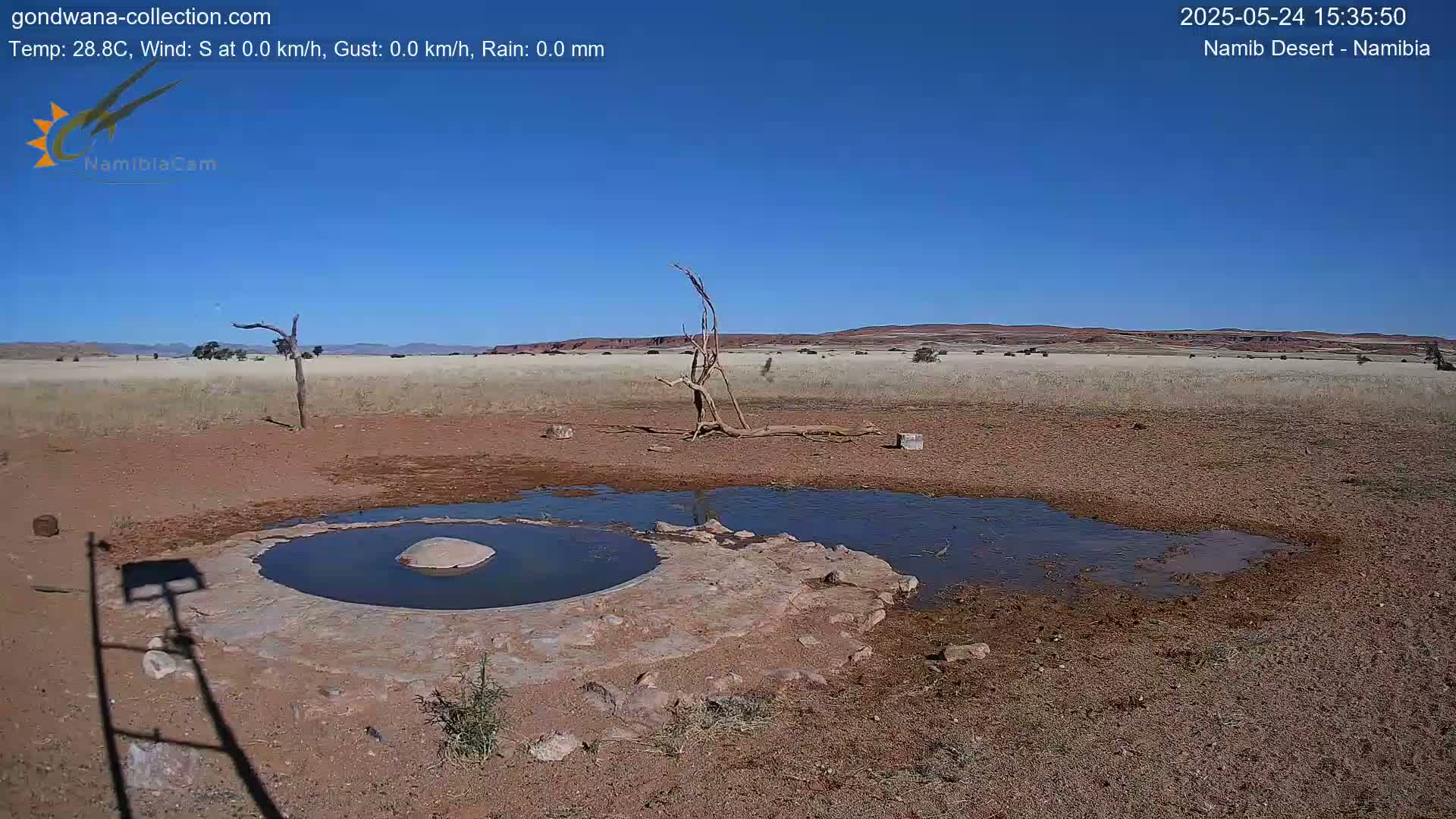 A mostly dry, arid landscape under a clear blue sky features a small, partially filled watering hole near a dead tree.