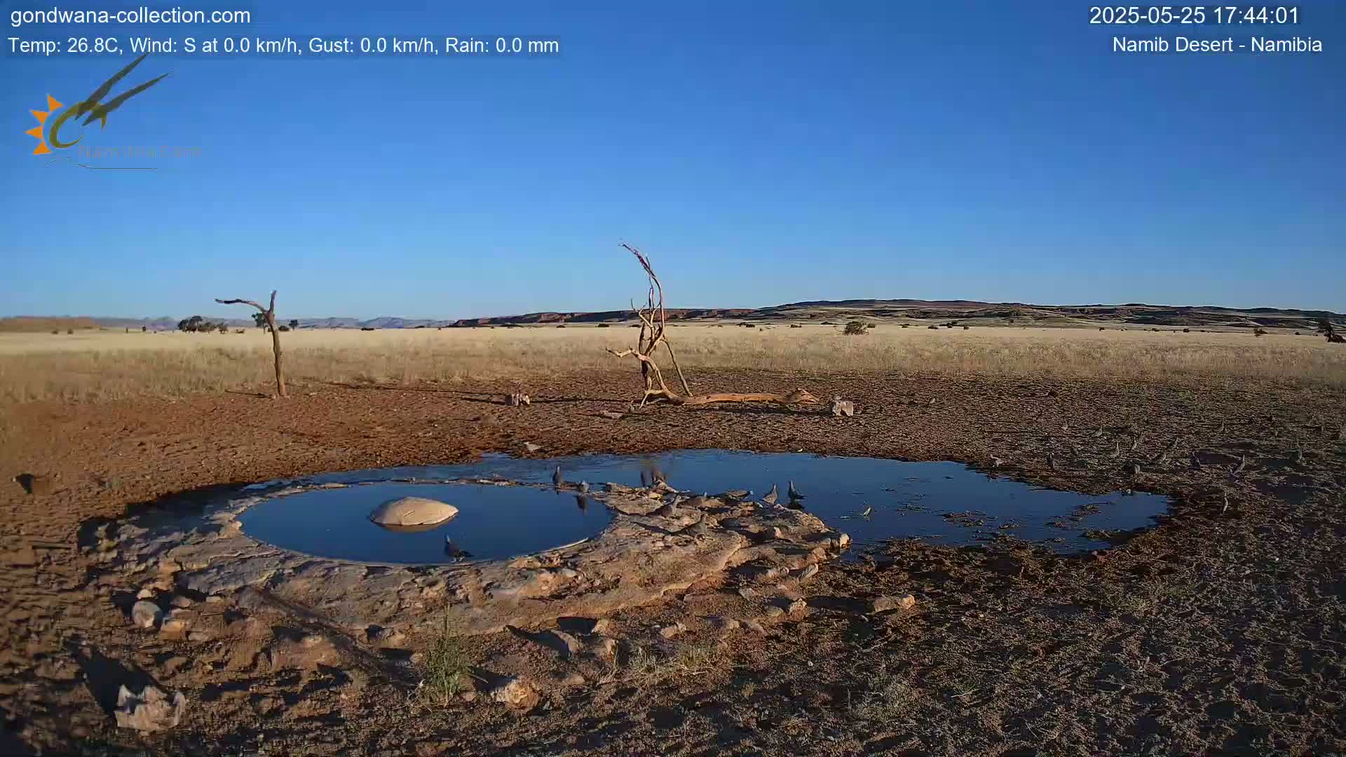 A small, shallow pool of water surrounded by dry, brown earth is surrounded by several birds under a clear blue sky.