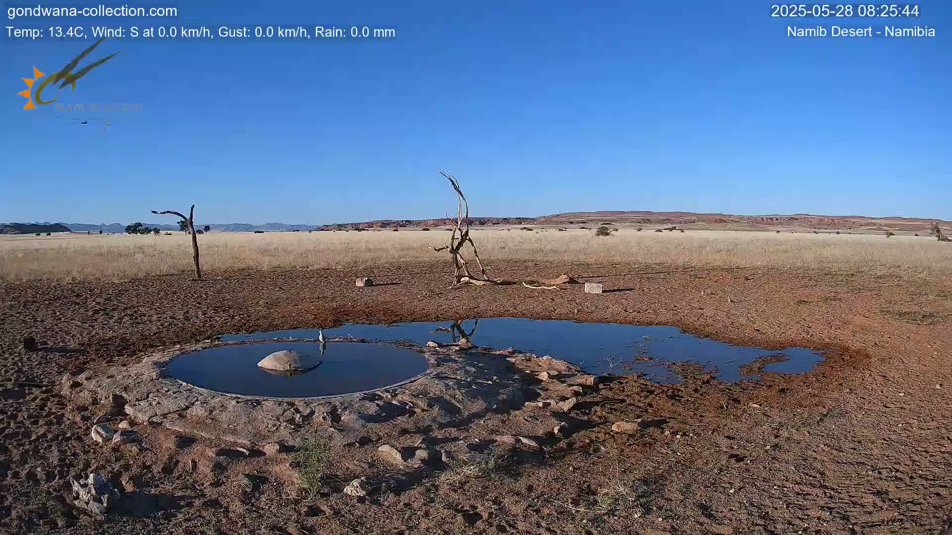 Wild Life in Namib Desert Naukluft National Park Live Cam - Maltahohe, Hardap,  Namibia