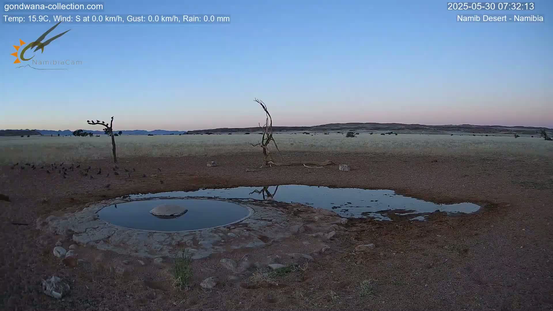 A flock of birds gathers around a small, circular waterhole in a dry, arid landscape under a twilight sky.