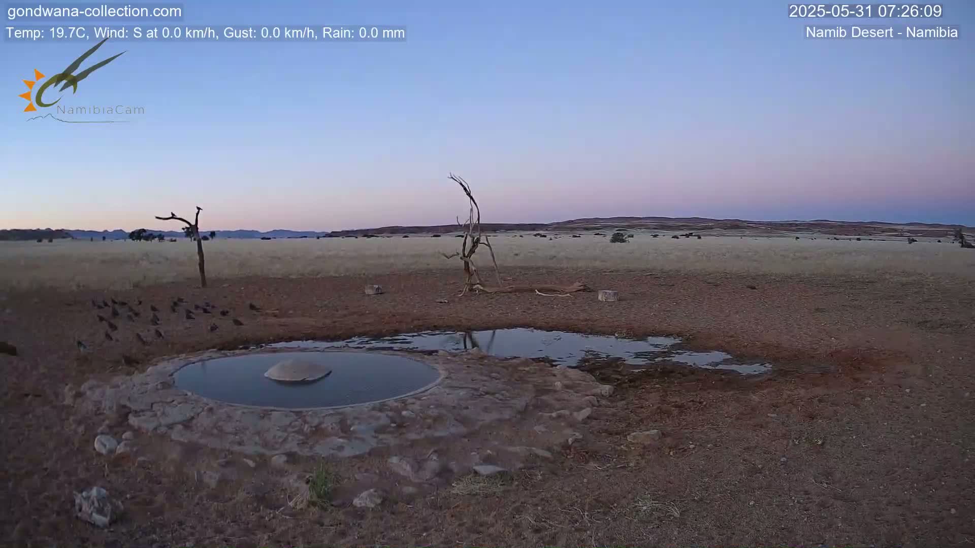 A flock of birds gathers around a small, shallow pool of water in a dry, dusty landscape under a twilight sky.